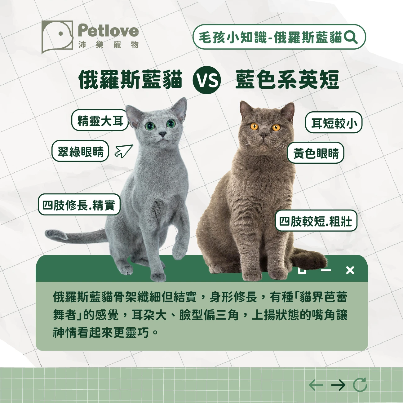 俄羅斯藍貓 介紹
