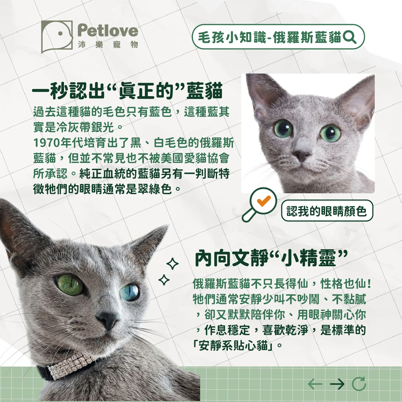 俄羅斯藍貓 介紹