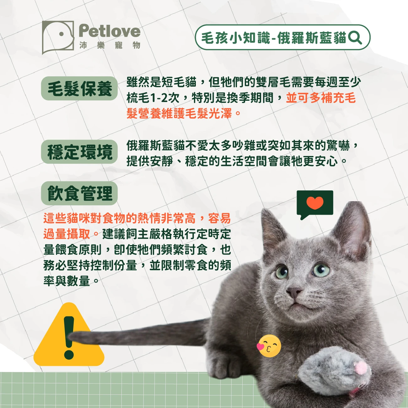 俄羅斯藍貓 介紹