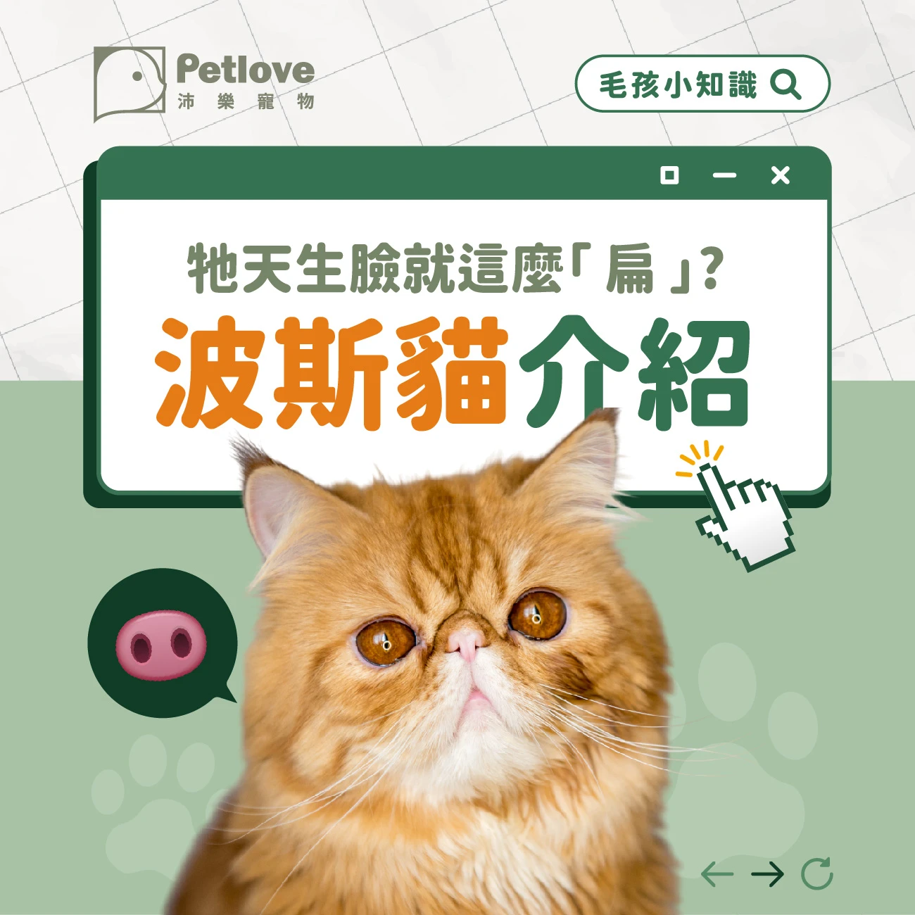 波斯貓介紹｜個性特色、飼養重點與健康照護
