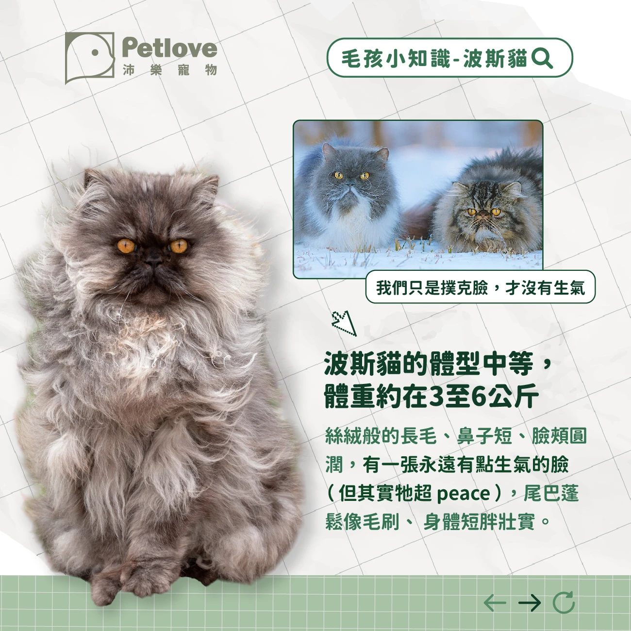 波斯貓 介紹