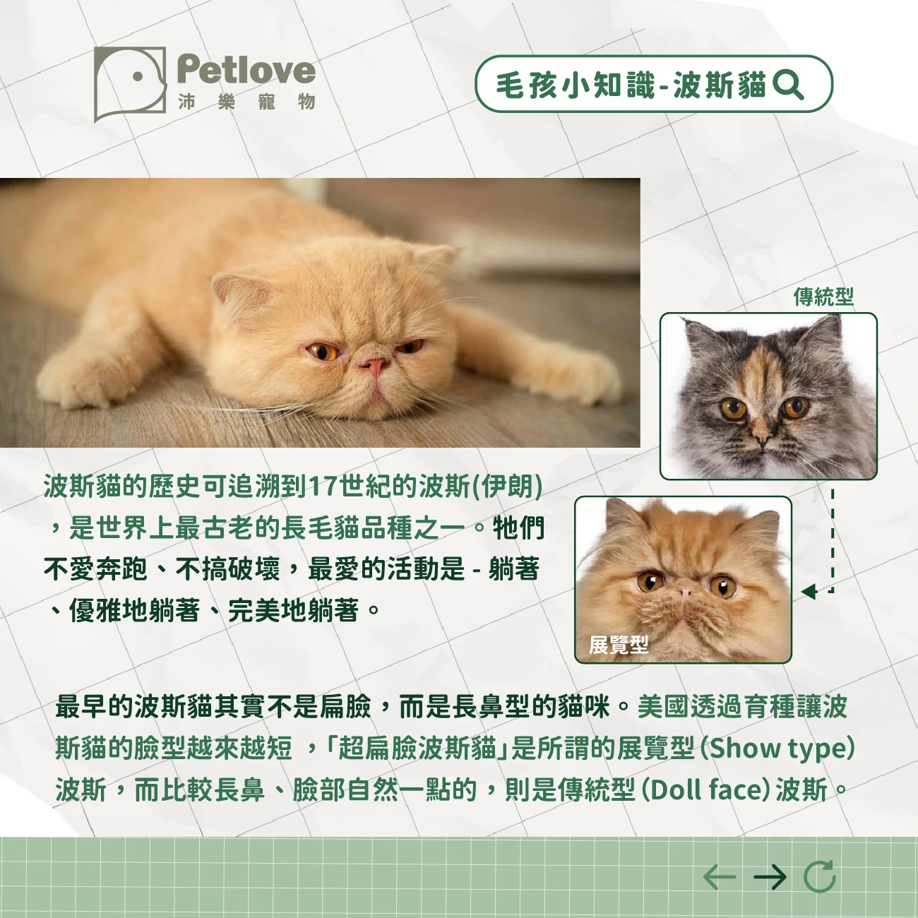 波斯貓 介紹