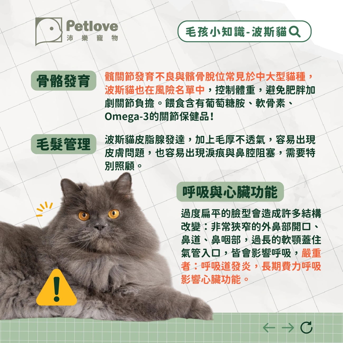 波斯貓 介紹
