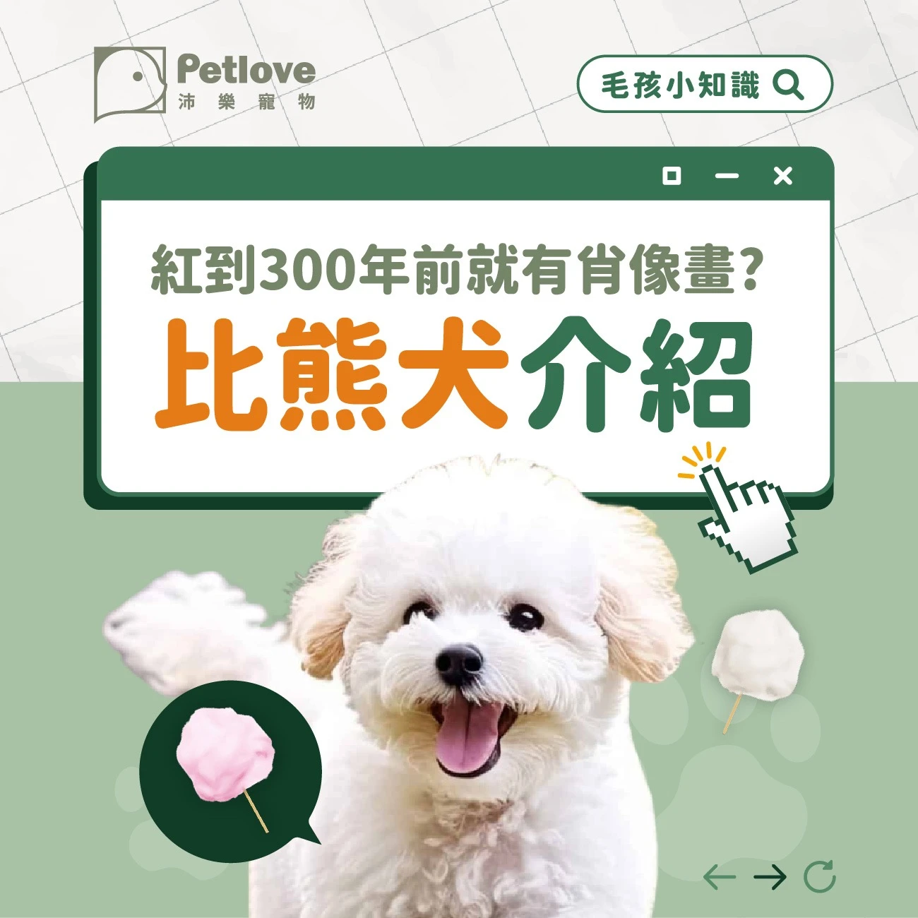 比熊犬 介紹