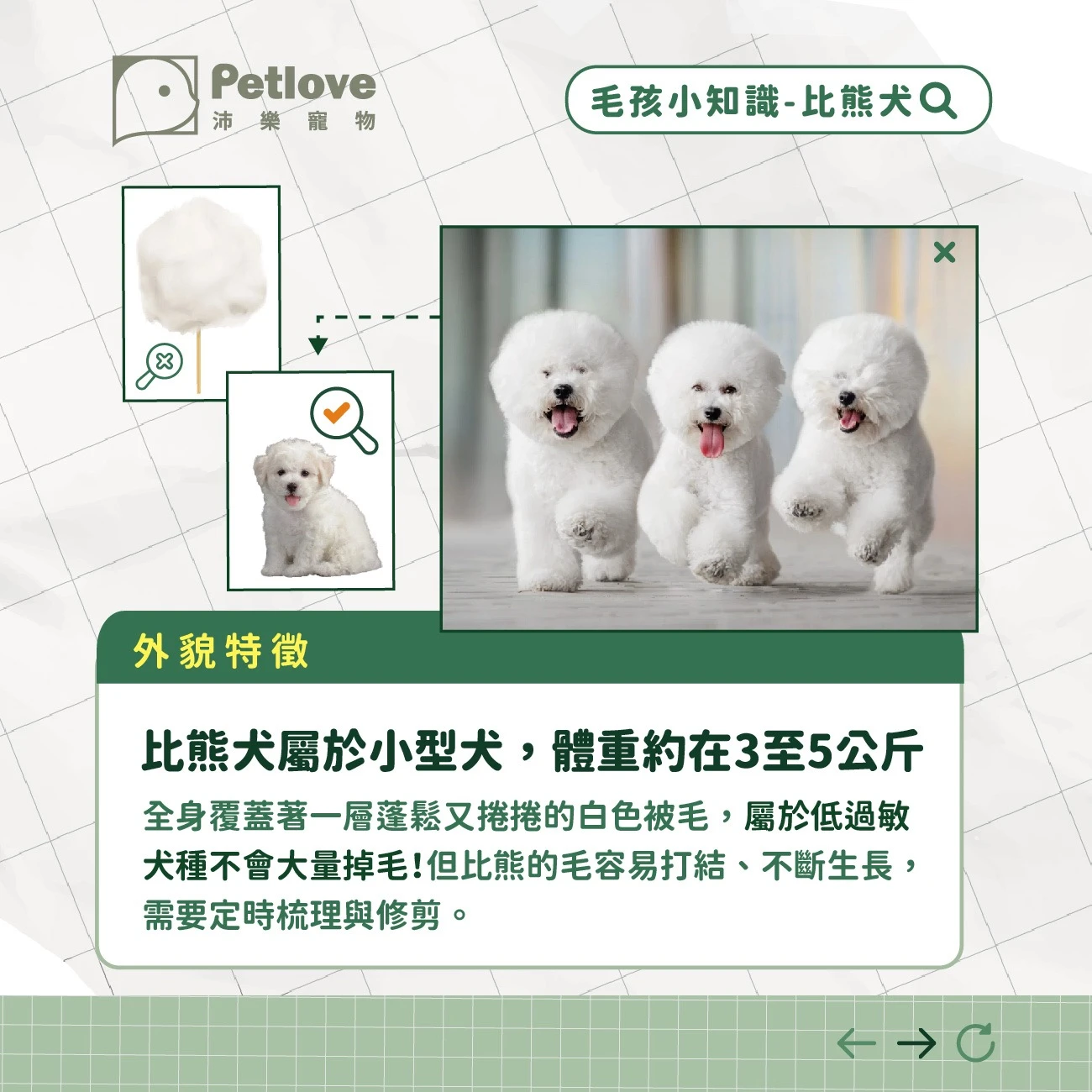 比熊犬 介紹