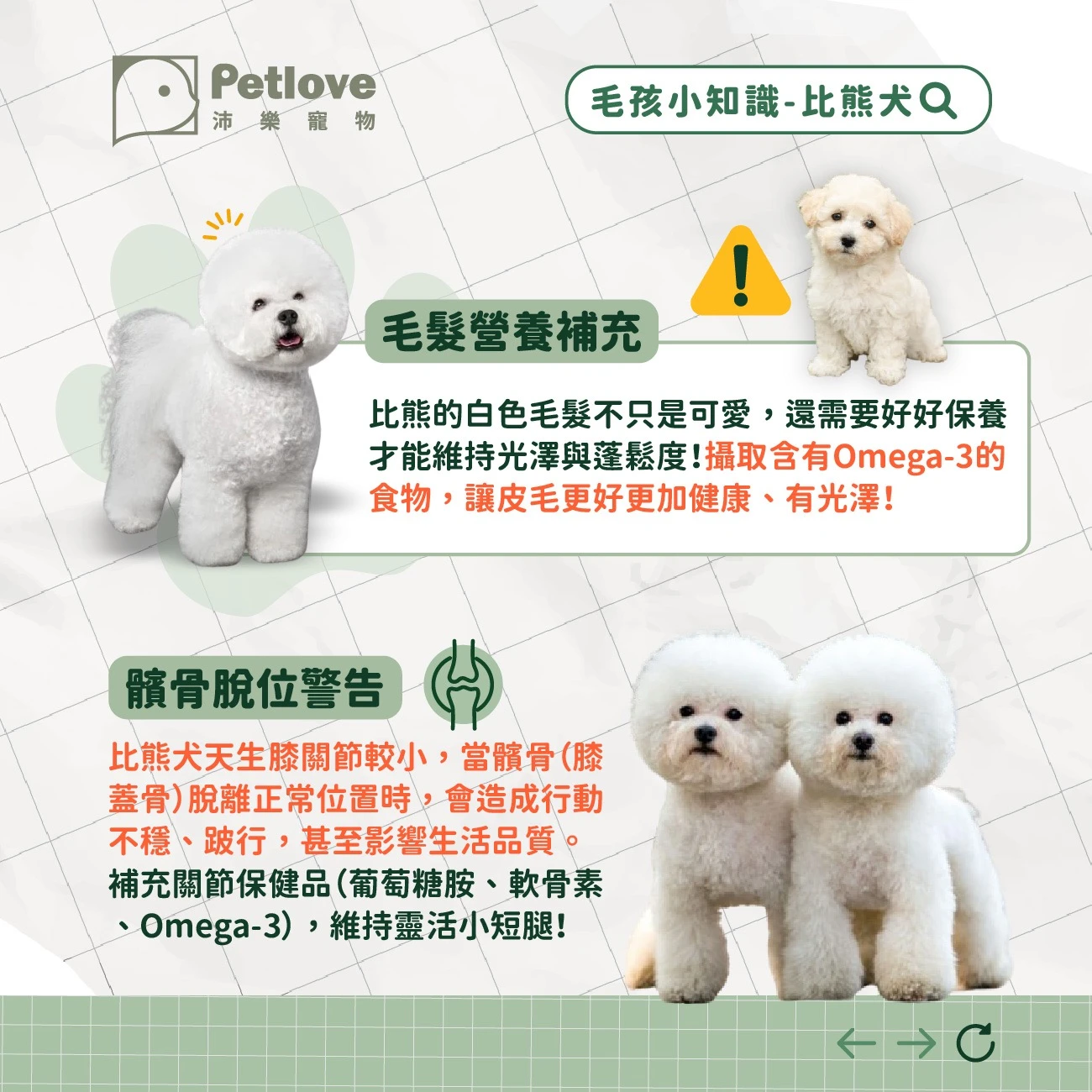 比熊犬 介紹