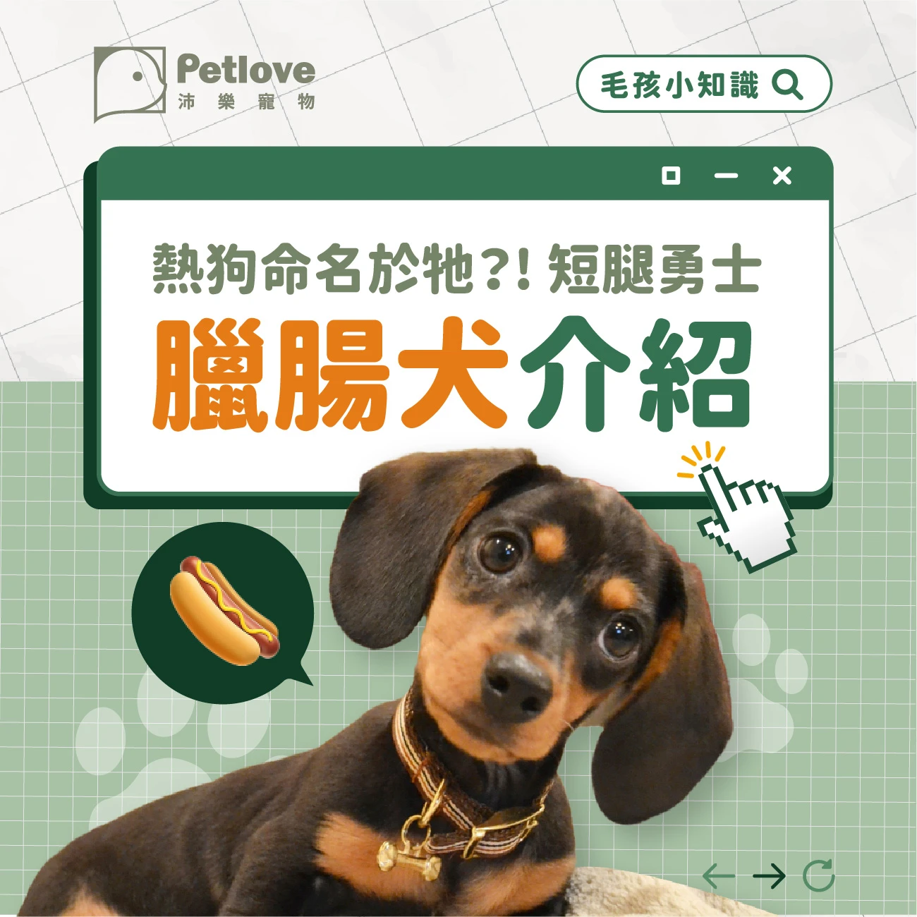 臘腸犬 介紹