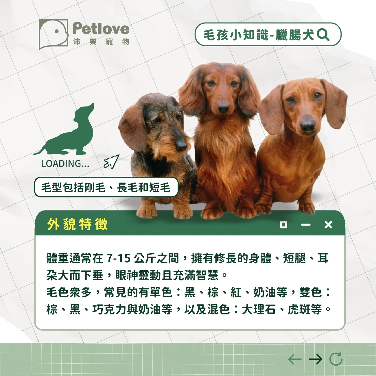 臘腸犬 介紹