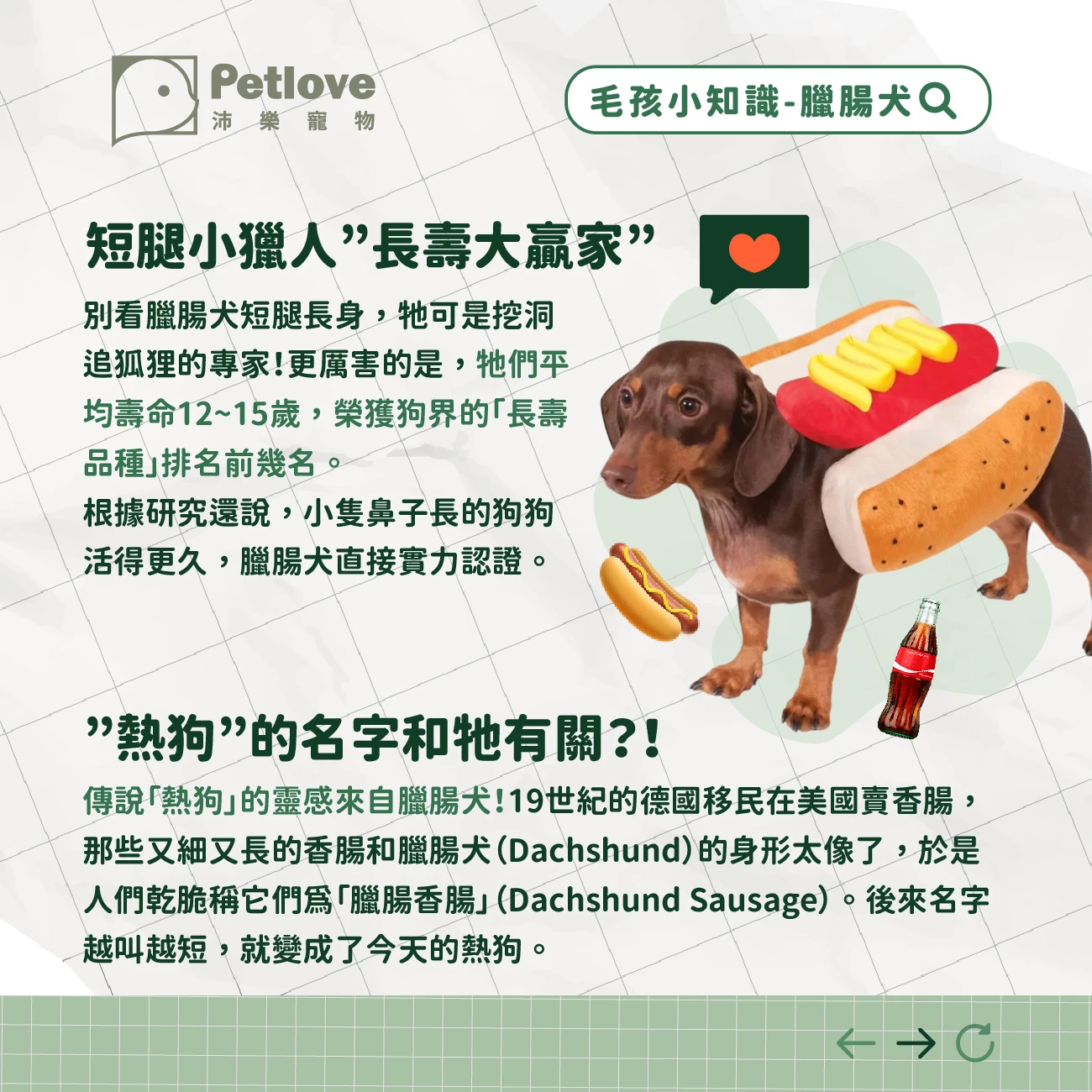 臘腸犬 介紹