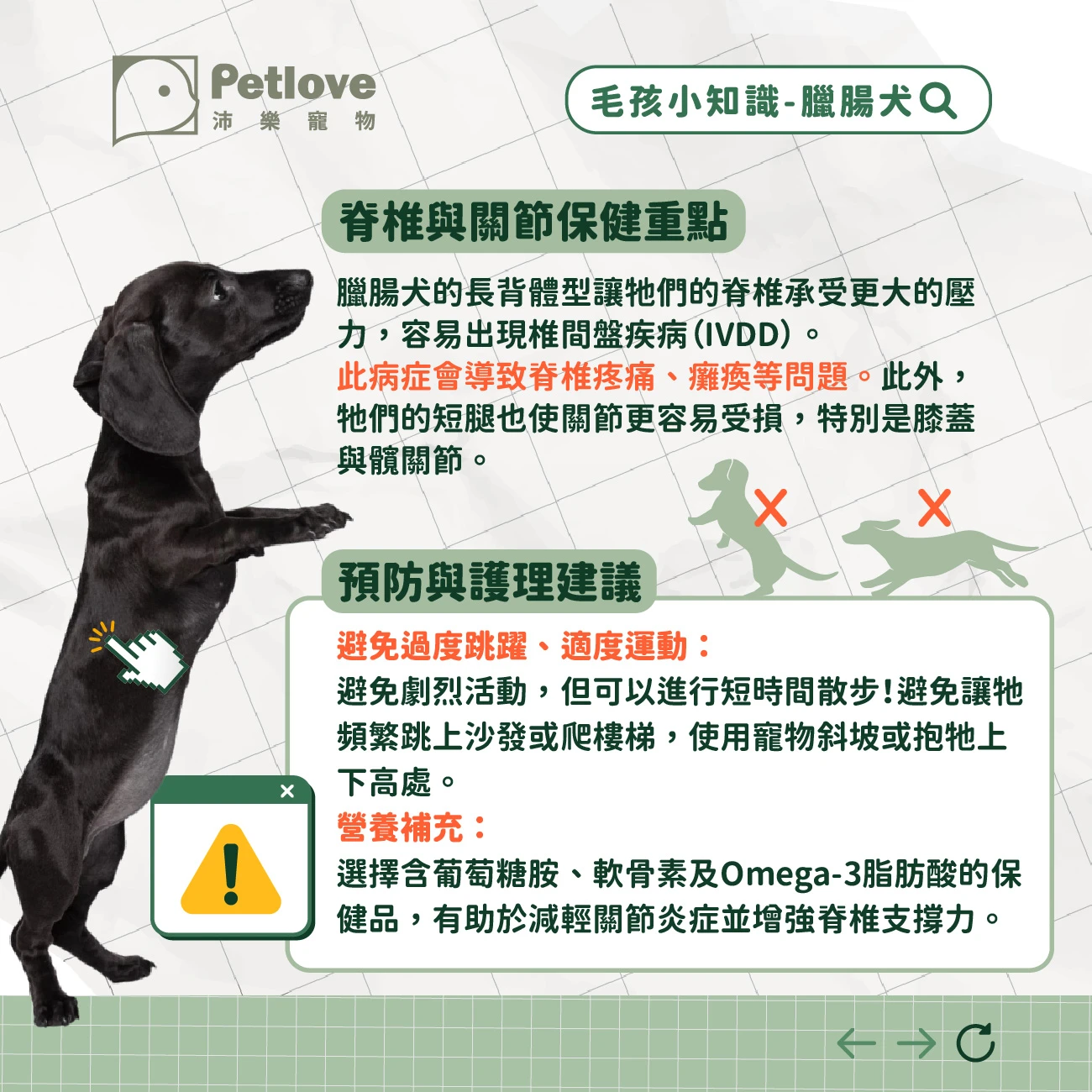 臘腸犬 介紹