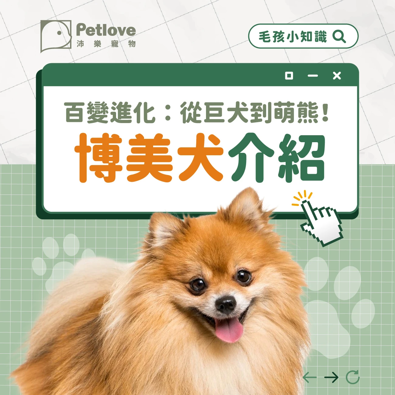 博美犬 介紹