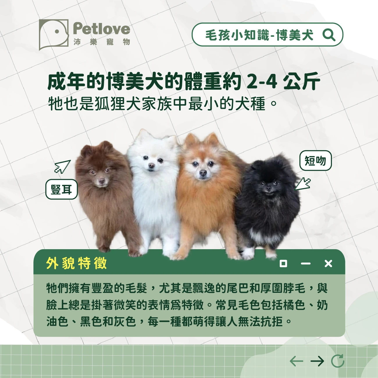 博美犬 介紹
