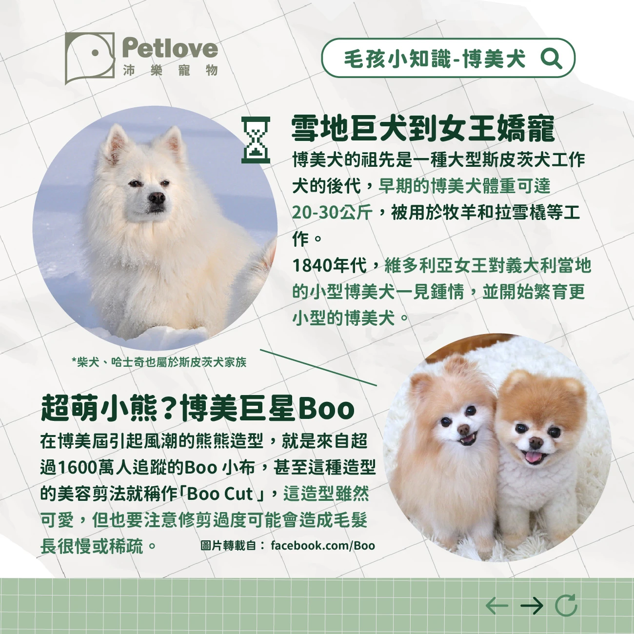 博美犬 介紹