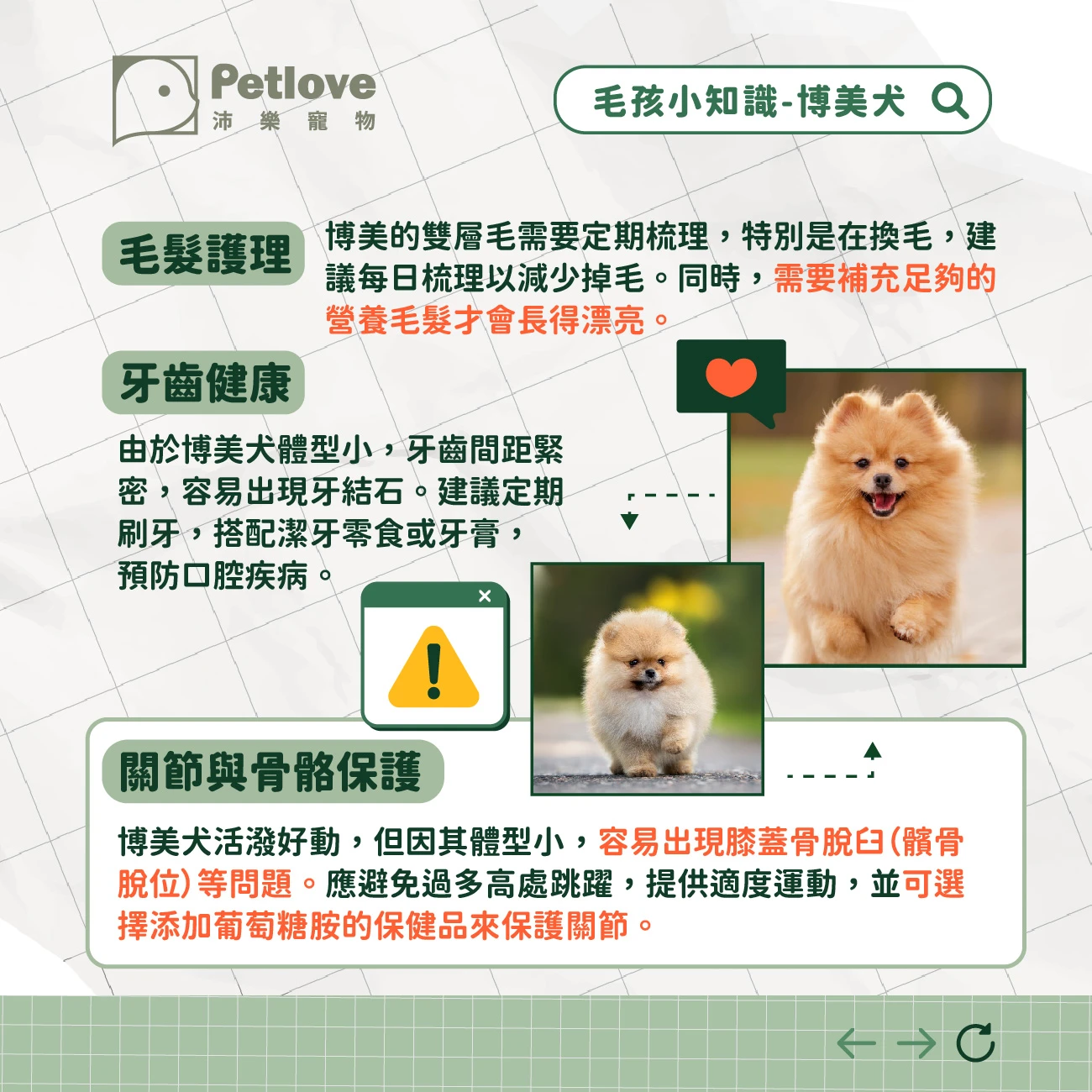博美犬 介紹