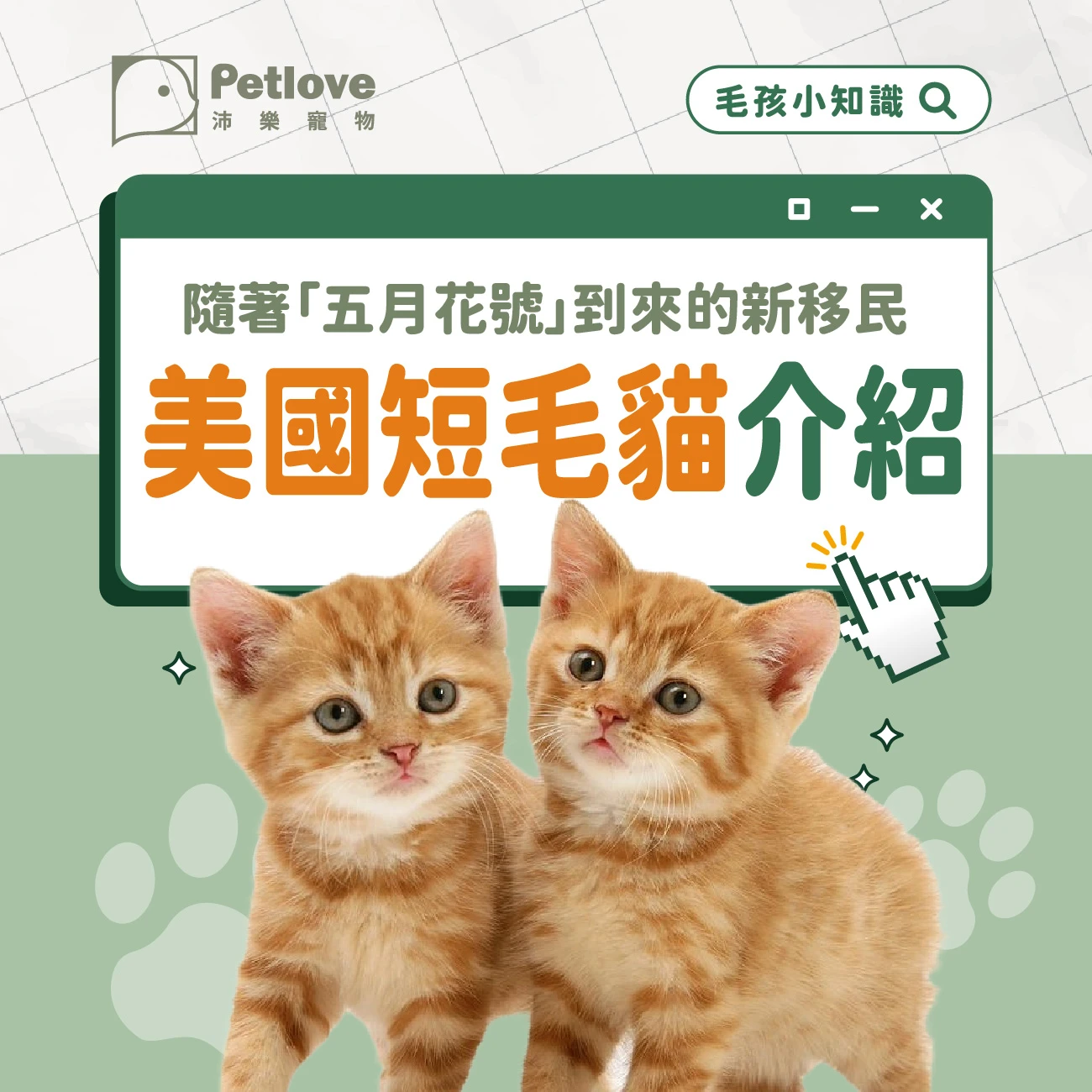 美國短毛貓介紹｜個性特色、飼養重點與健康照護
