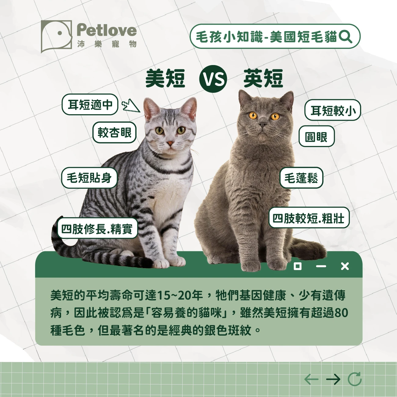 美短 介紹
