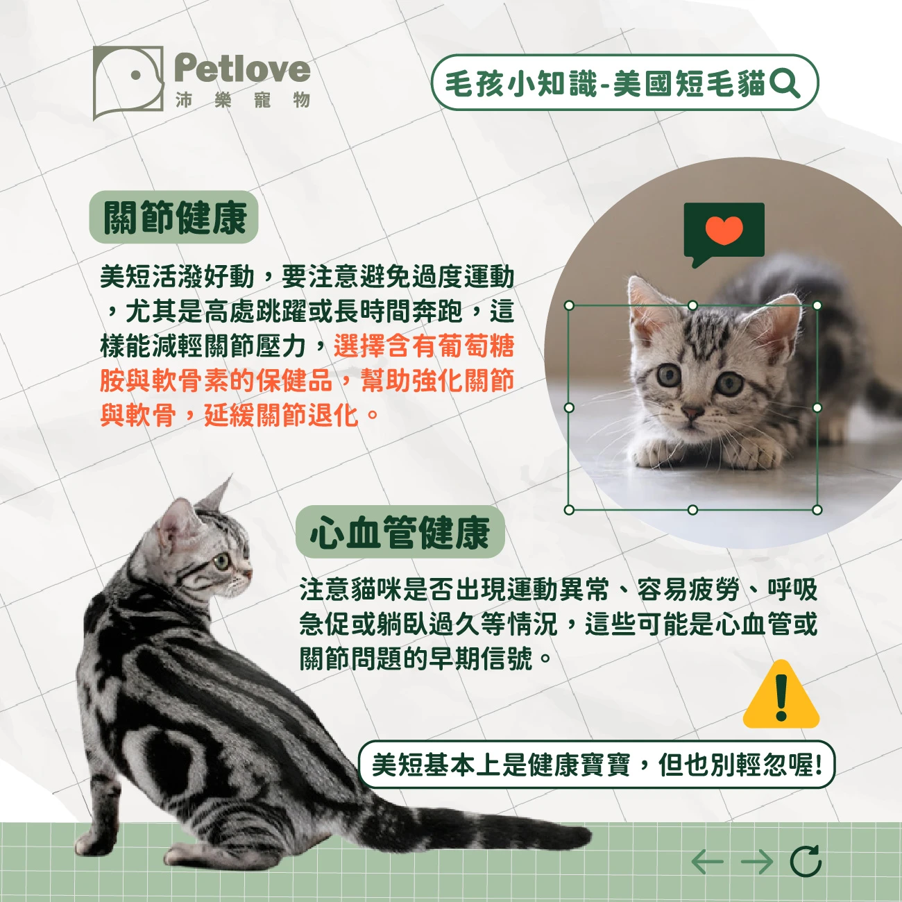 美短 介紹