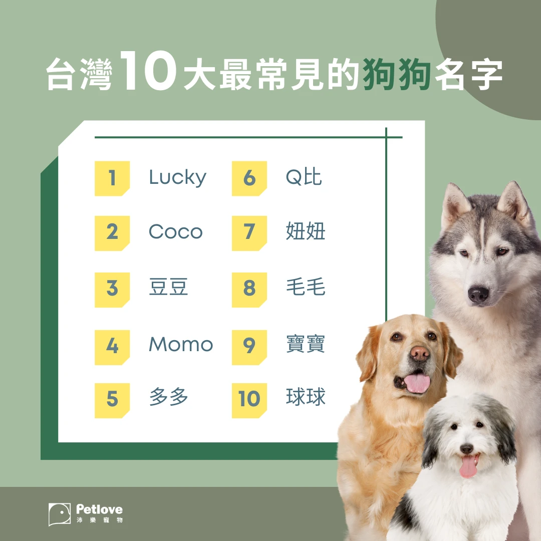 寵物名排行榜|貓狗熱門名字與命名靈感
