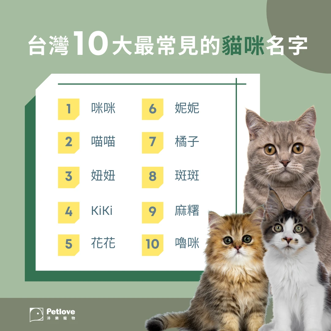 寵物名排行榜|貓狗熱門名字與命名靈感