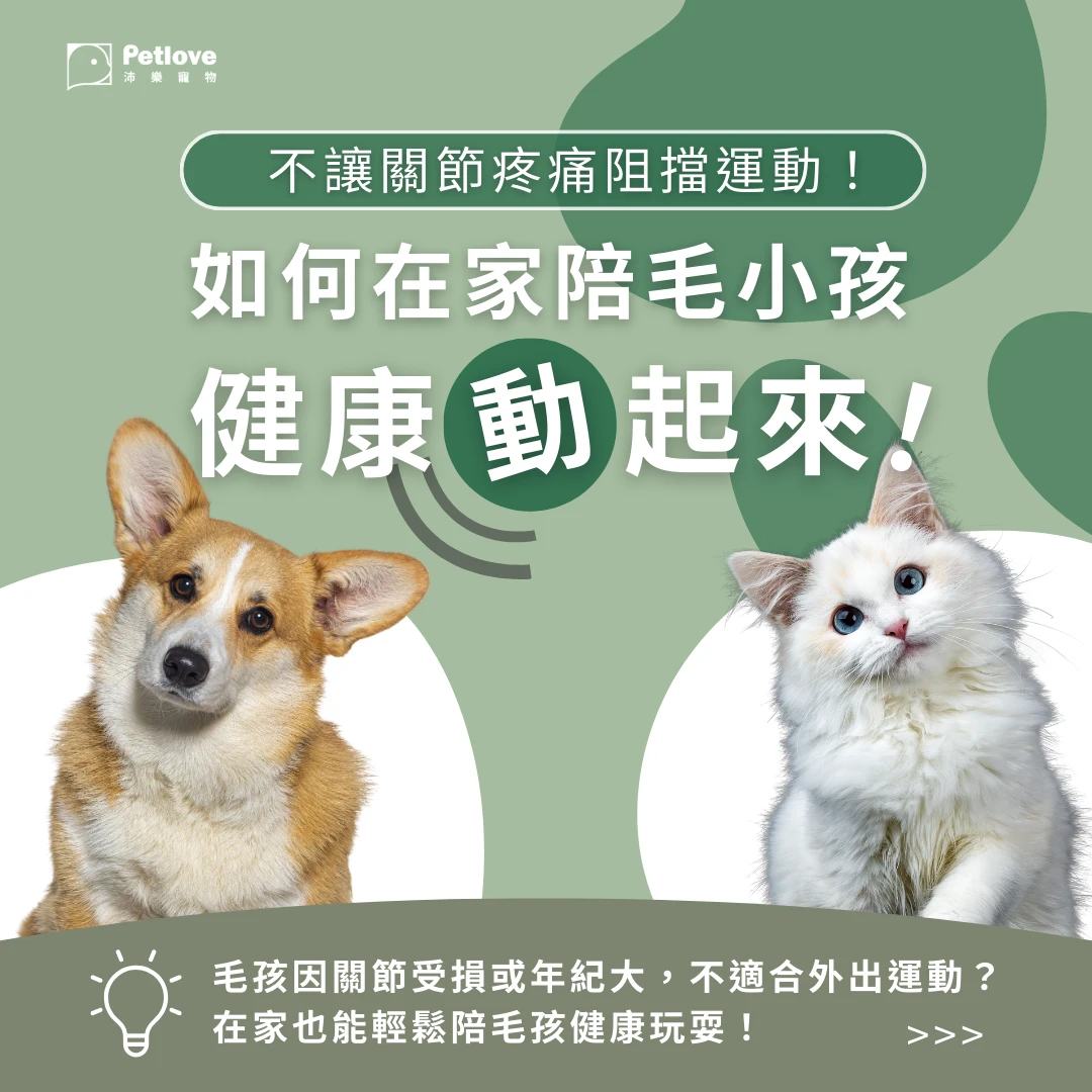 毛小孩在家運動指南｜室內活動與關節照護