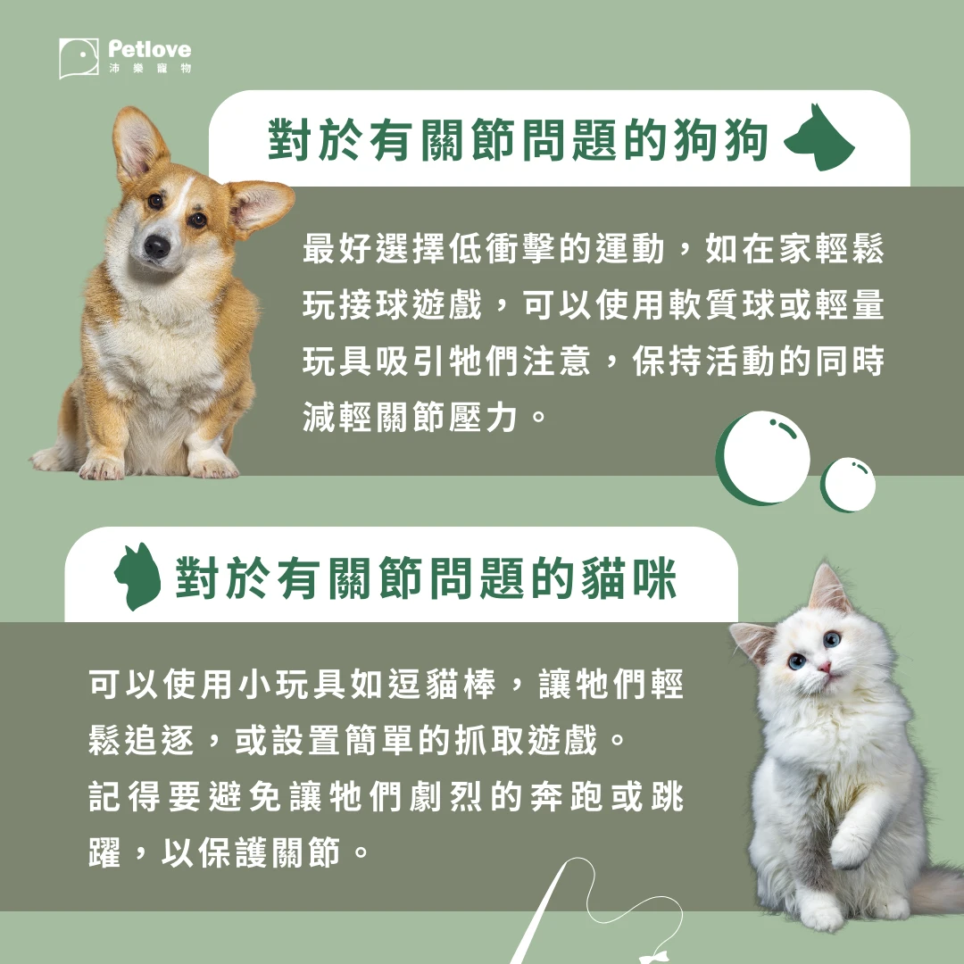 毛小孩在家運動指南｜室內活動與關節照護