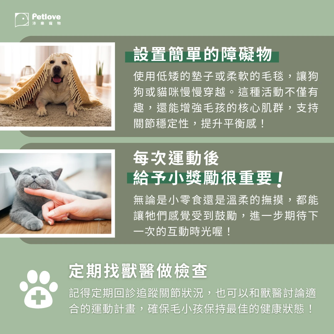 毛小孩在家運動指南｜室內活動與關節照護