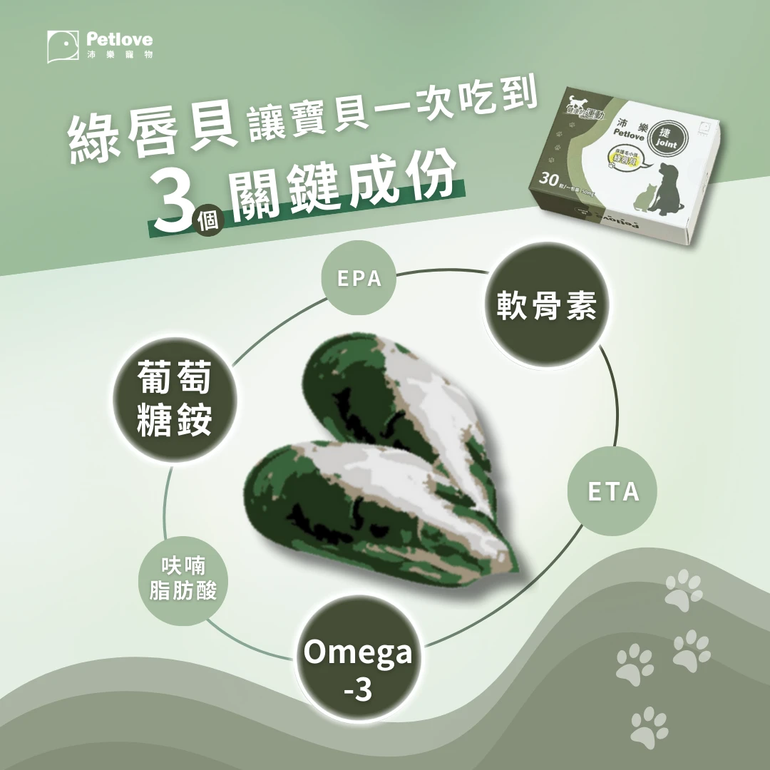 毛小孩在家運動指南｜室內活動與關節照護