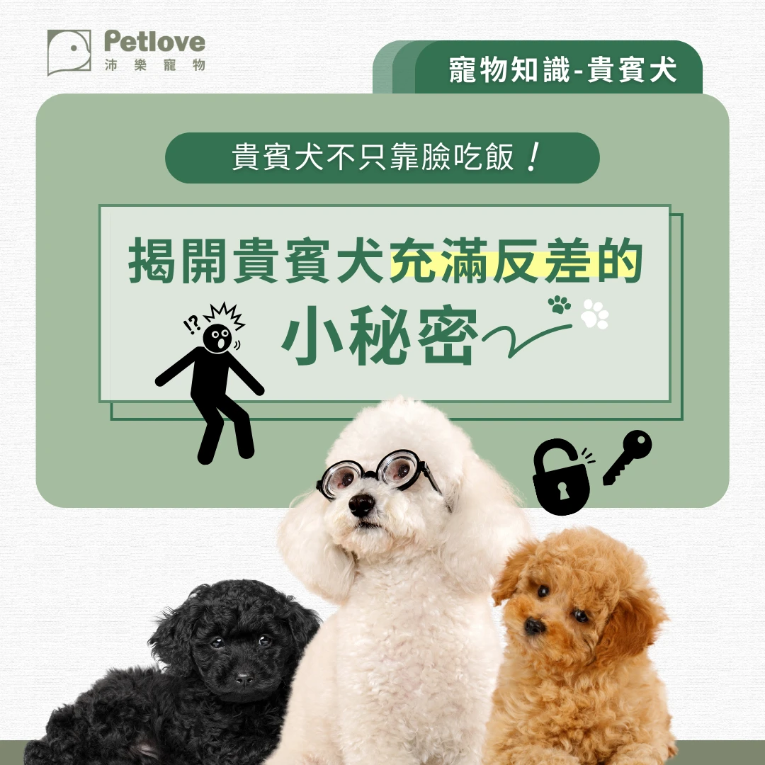 貴賓犬 介紹
