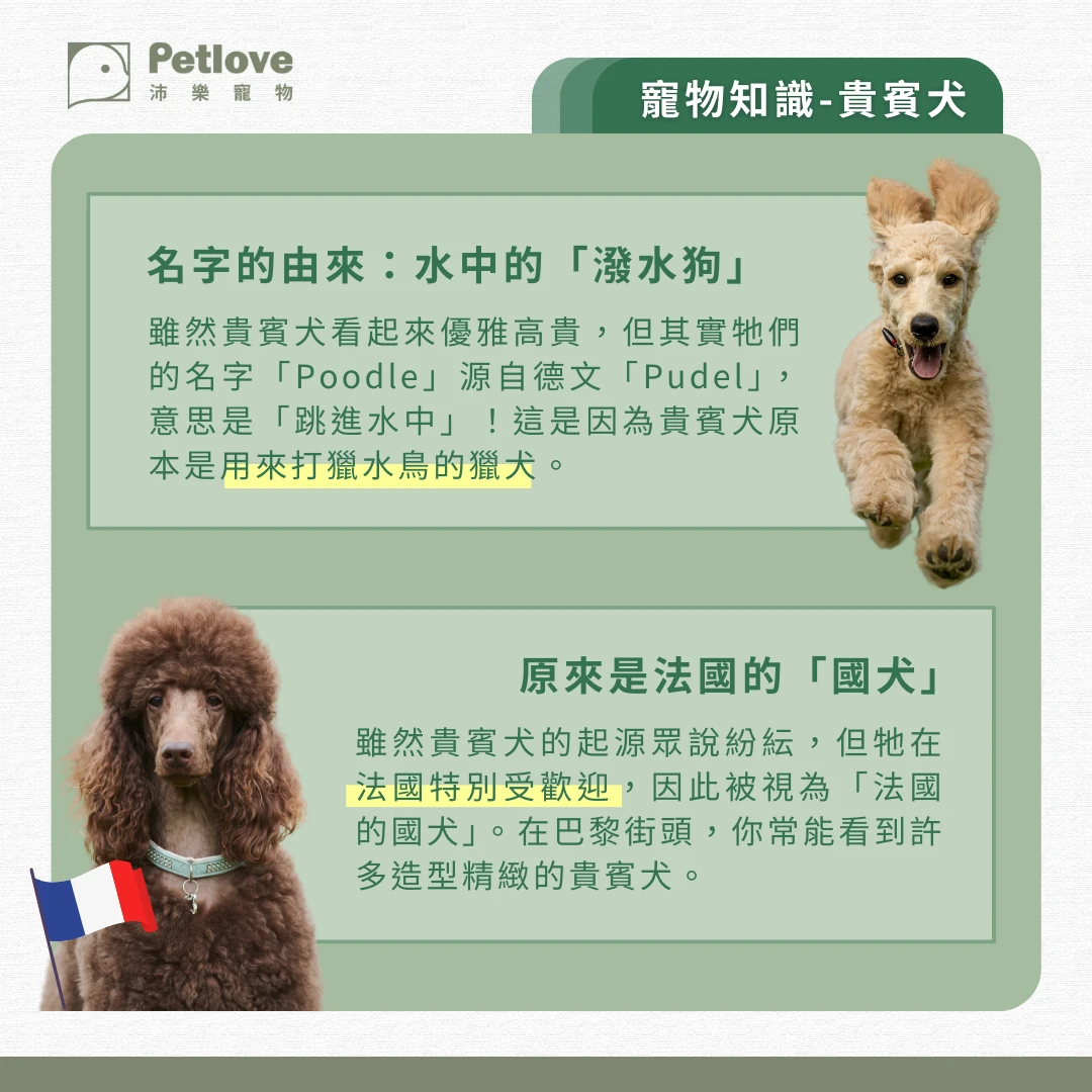 貴賓犬 介紹
