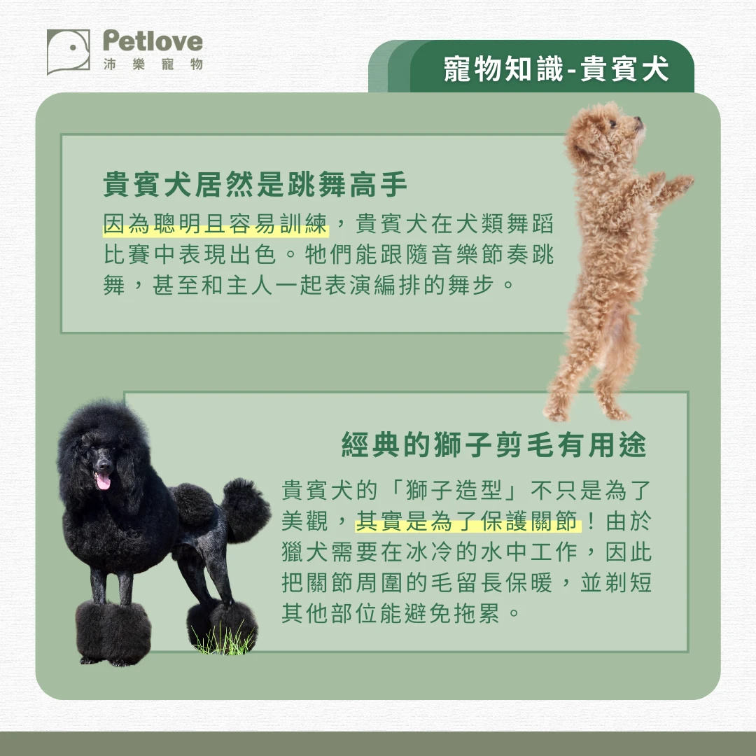 貴賓犬 介紹