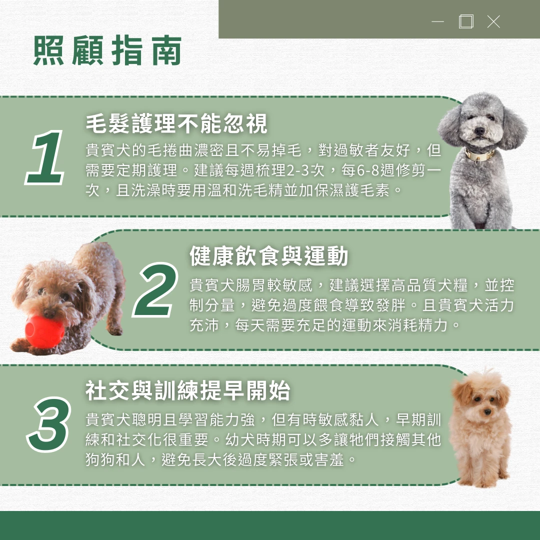 貴賓犬 介紹