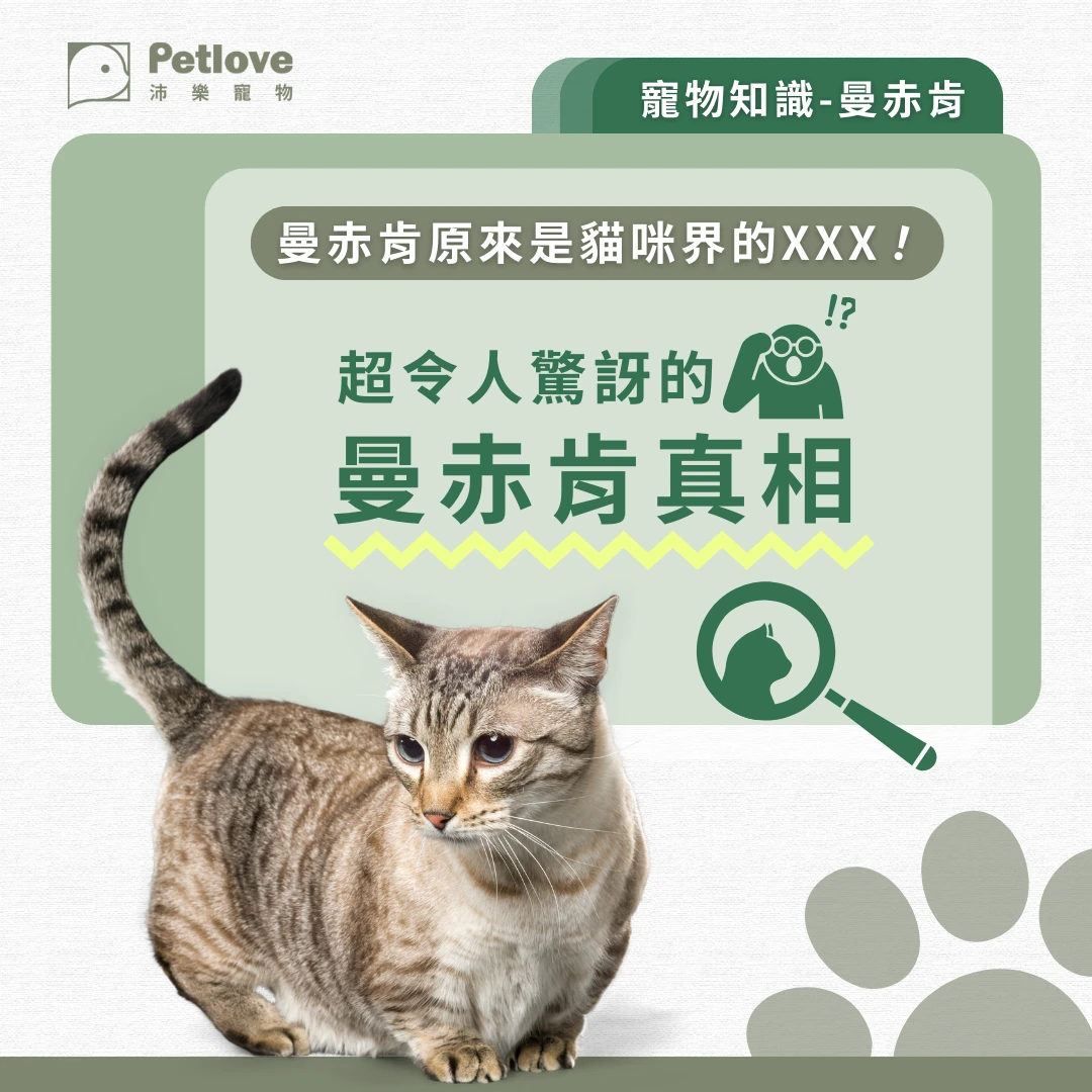 曼赤肯介紹｜個性特色、飼養重點與健康照護