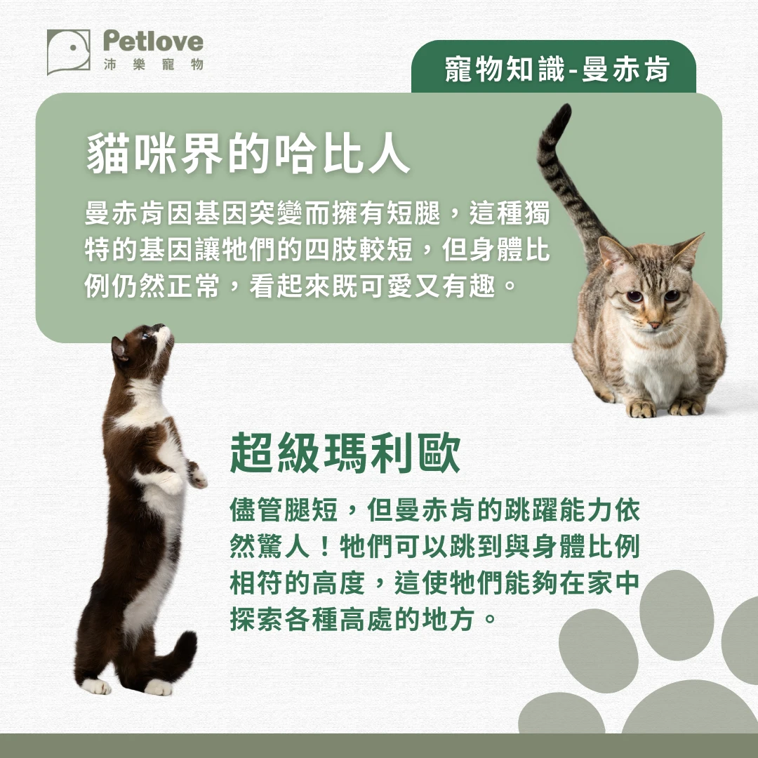 曼赤肯 介紹