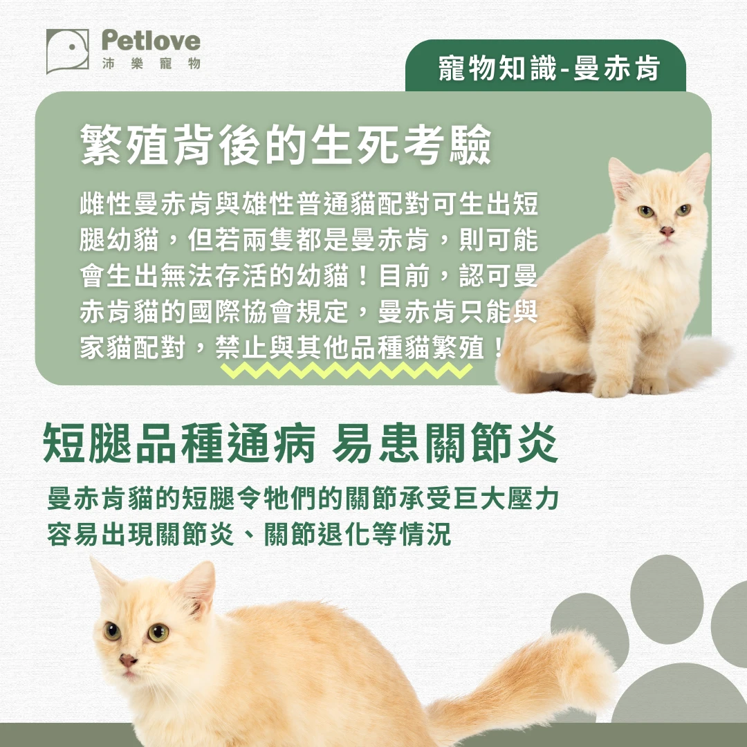 曼赤肯 介紹