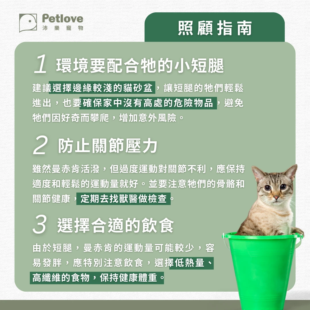 曼赤肯 介紹
