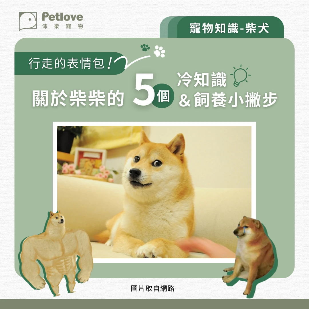 柴犬 介紹