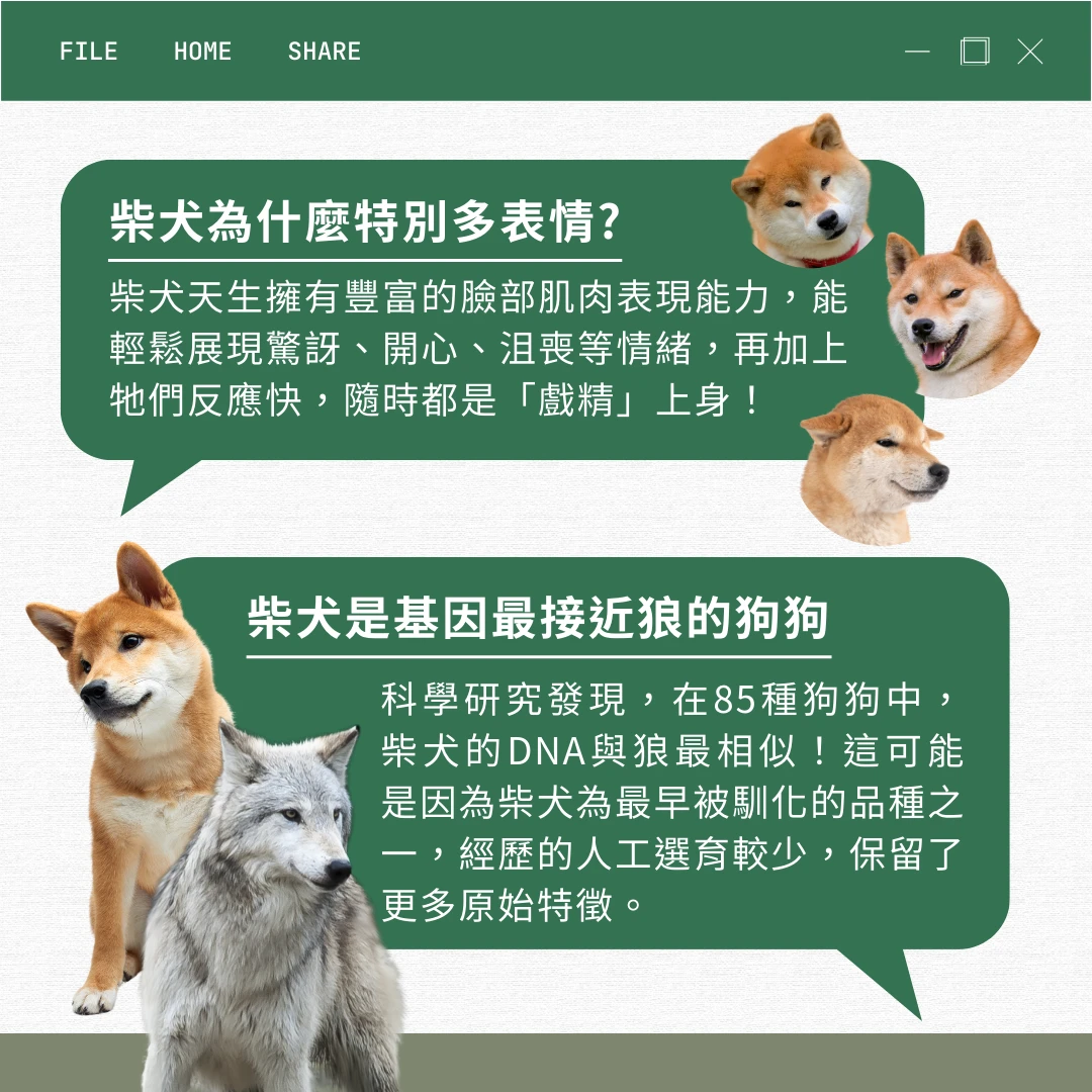 柴犬 介紹