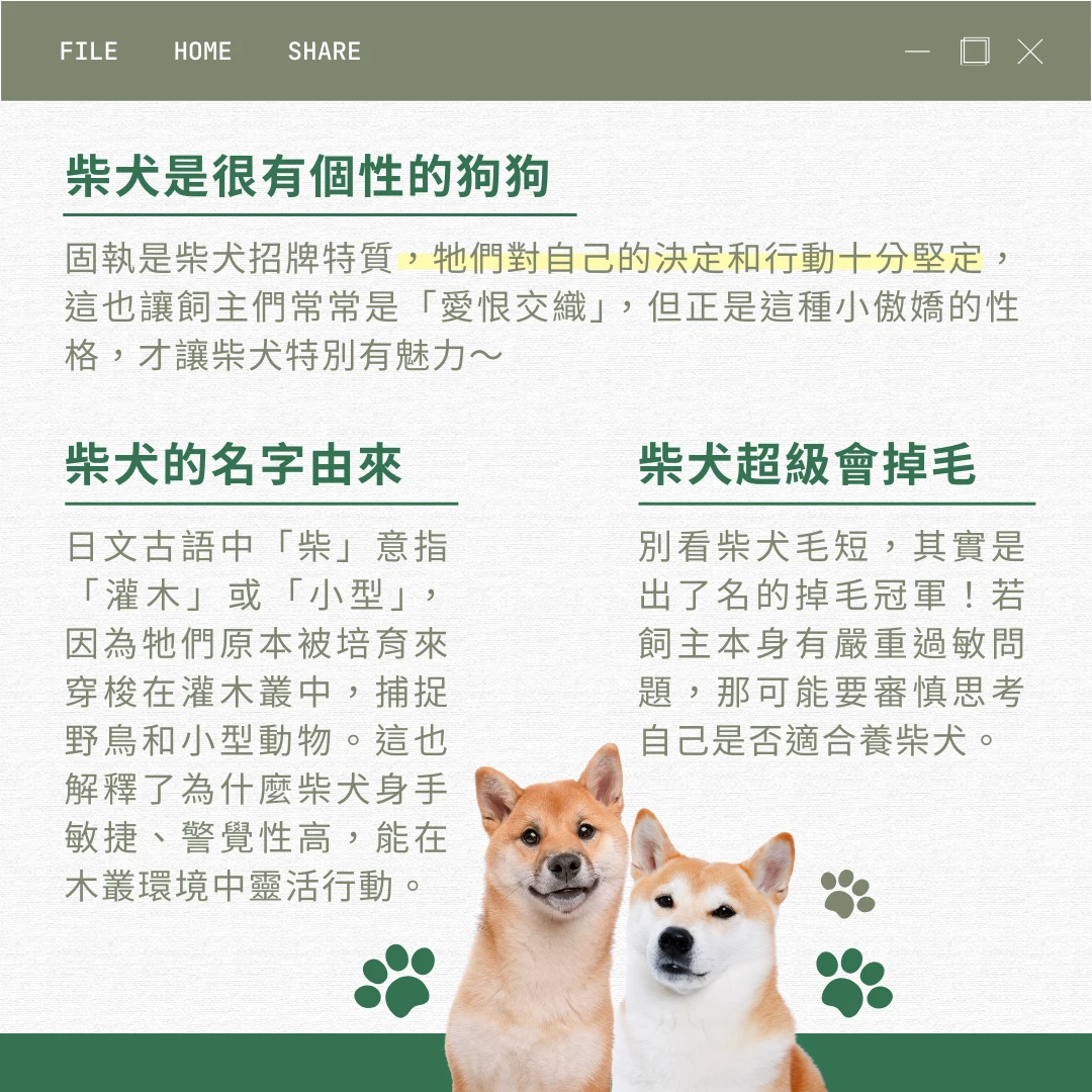 柴犬 介紹