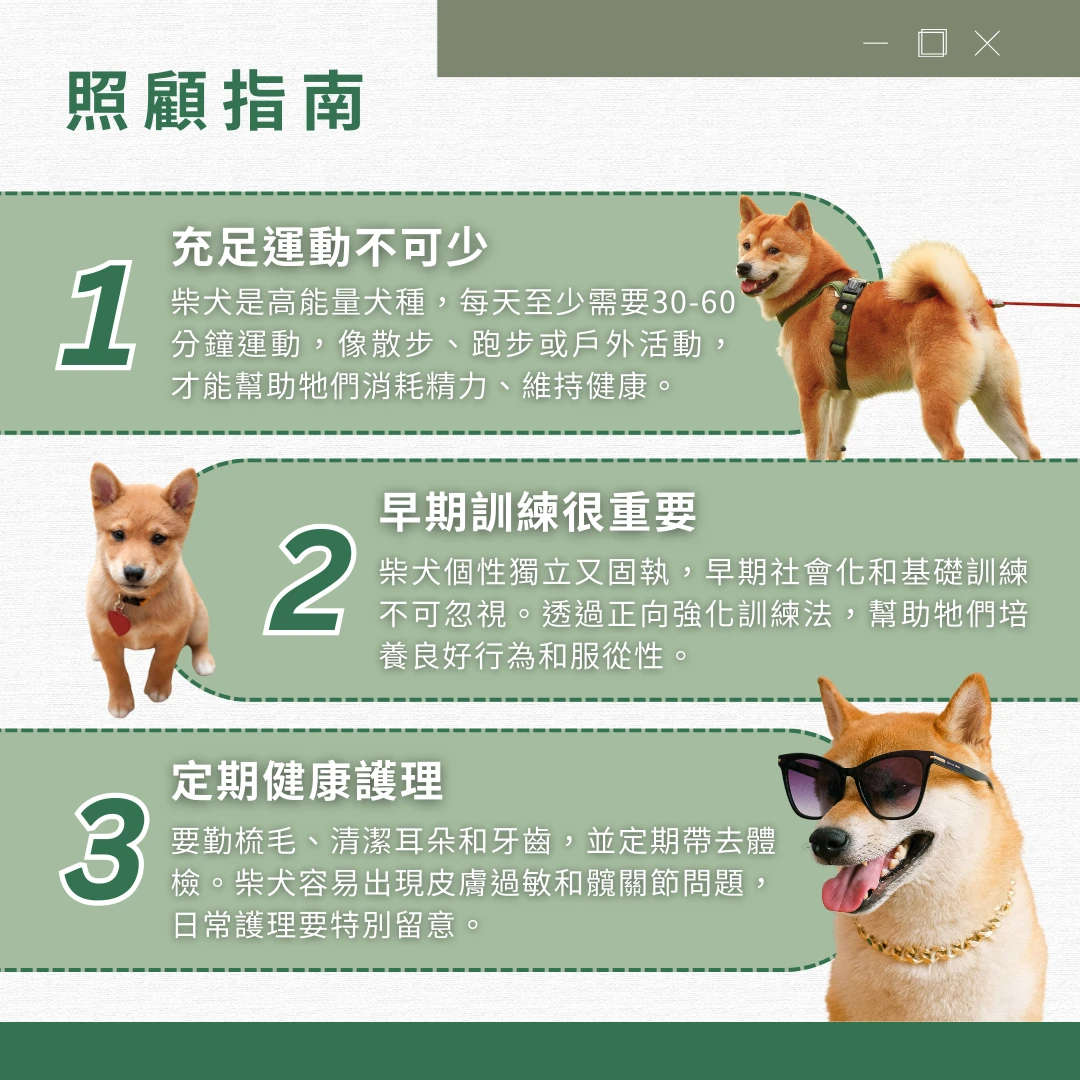 柴犬 介紹