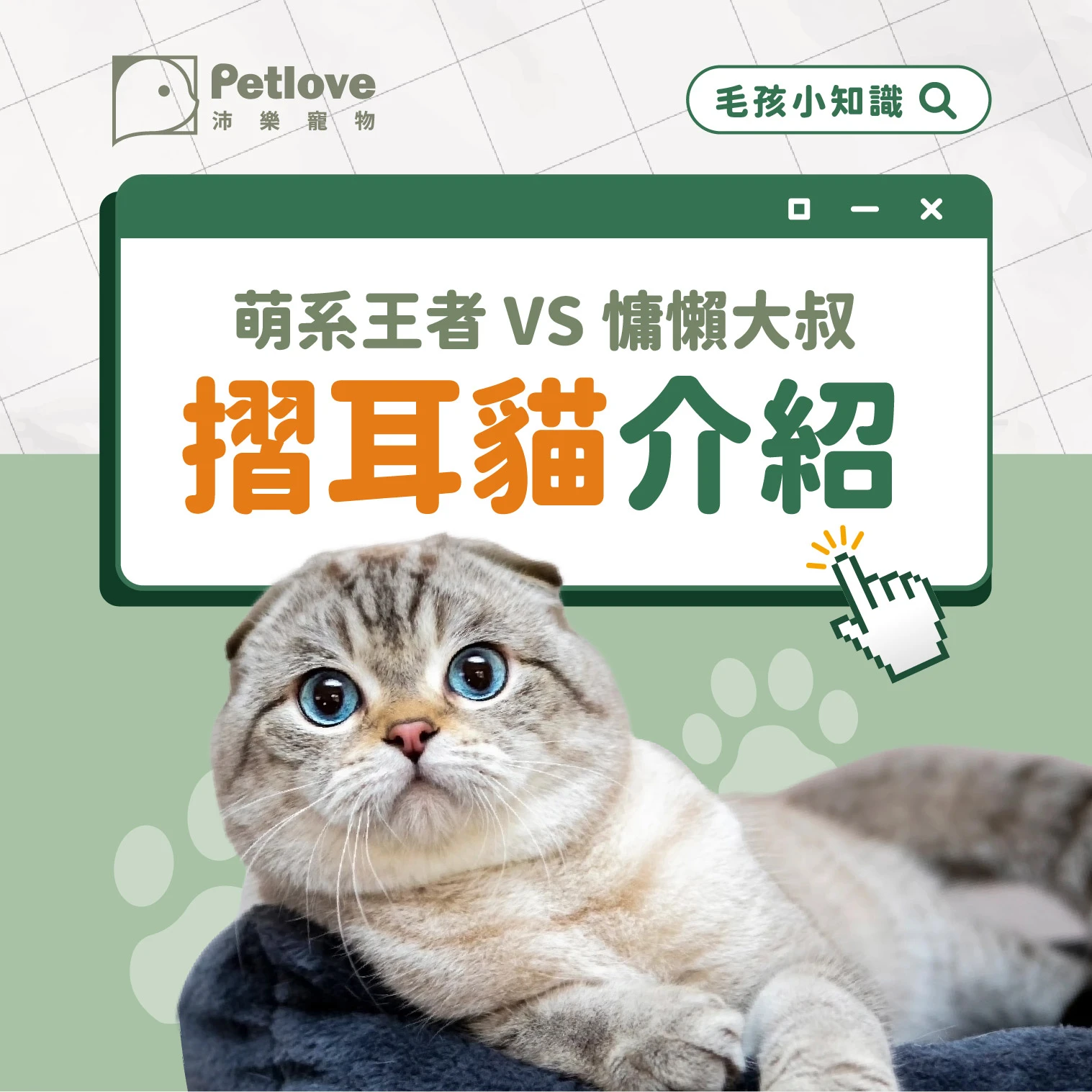 折耳貓 介紹