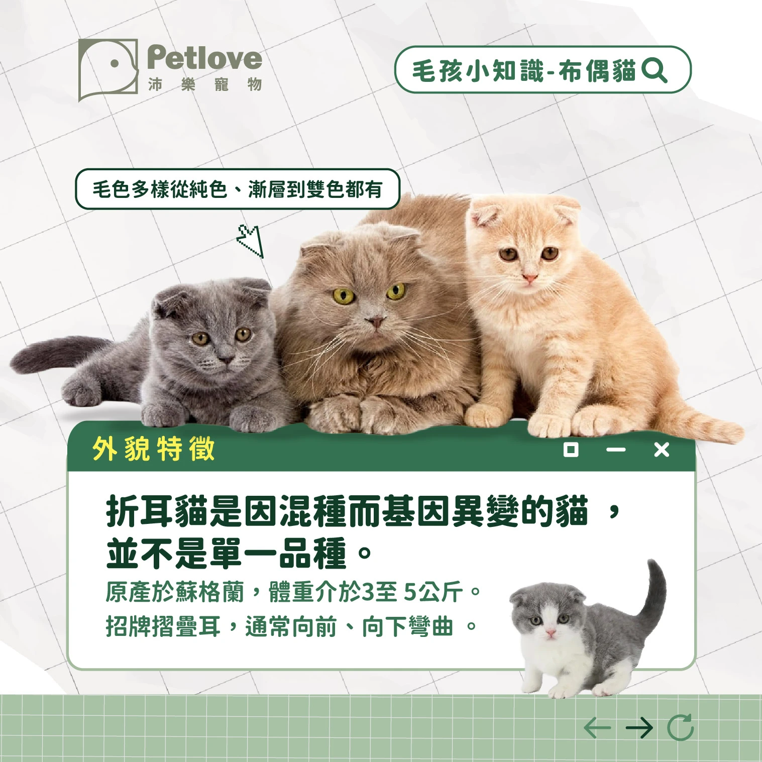 折耳貓 介紹