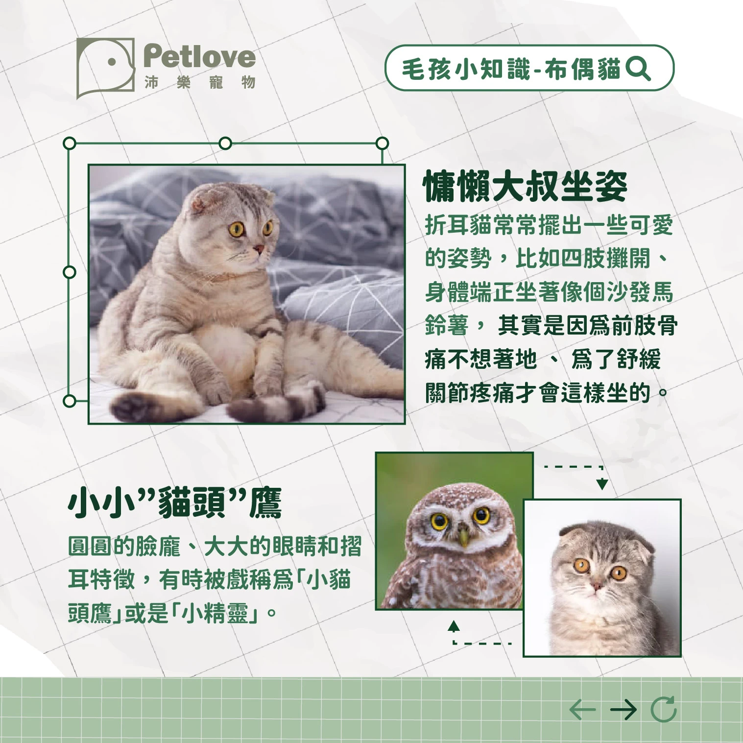 折耳貓 介紹