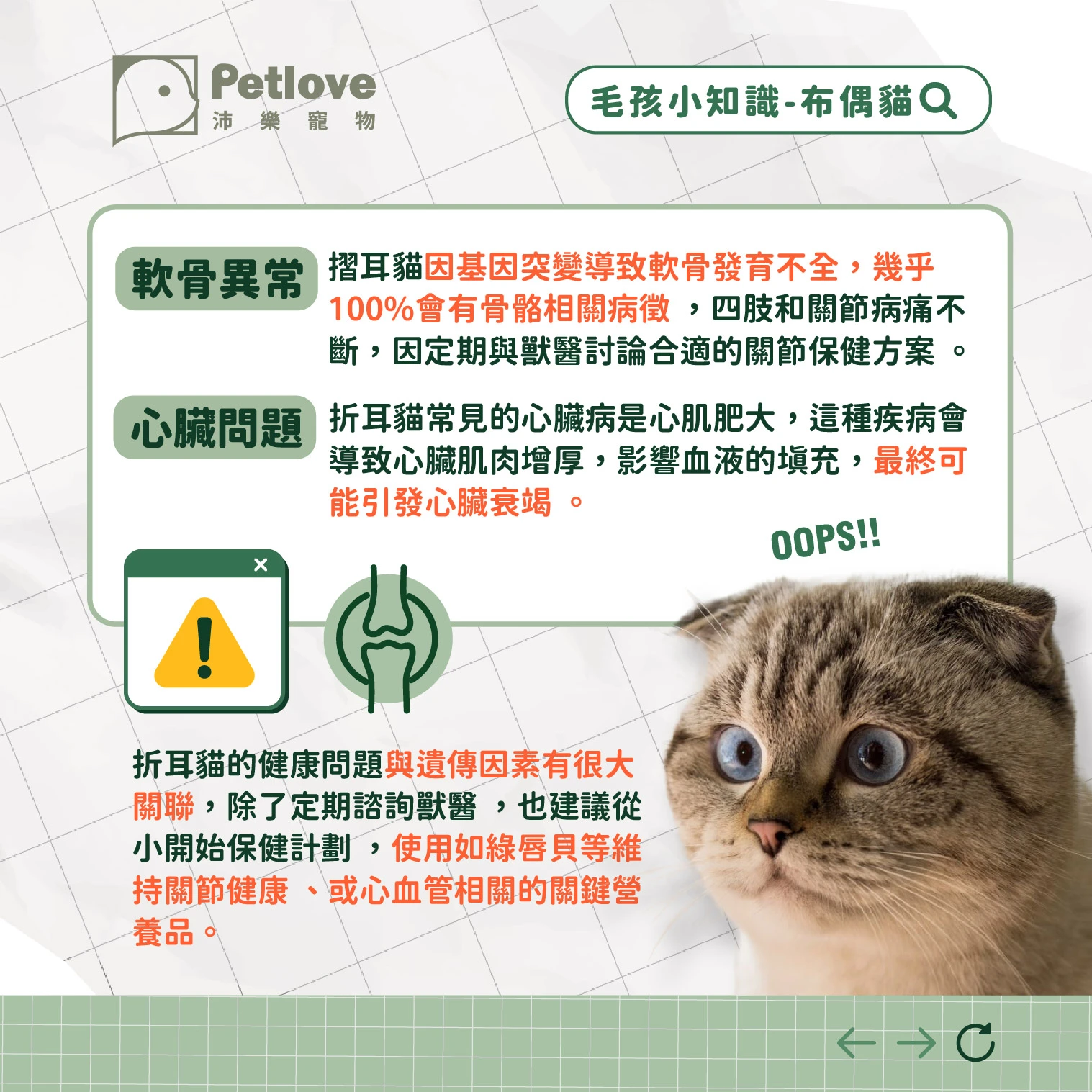 折耳貓 介紹