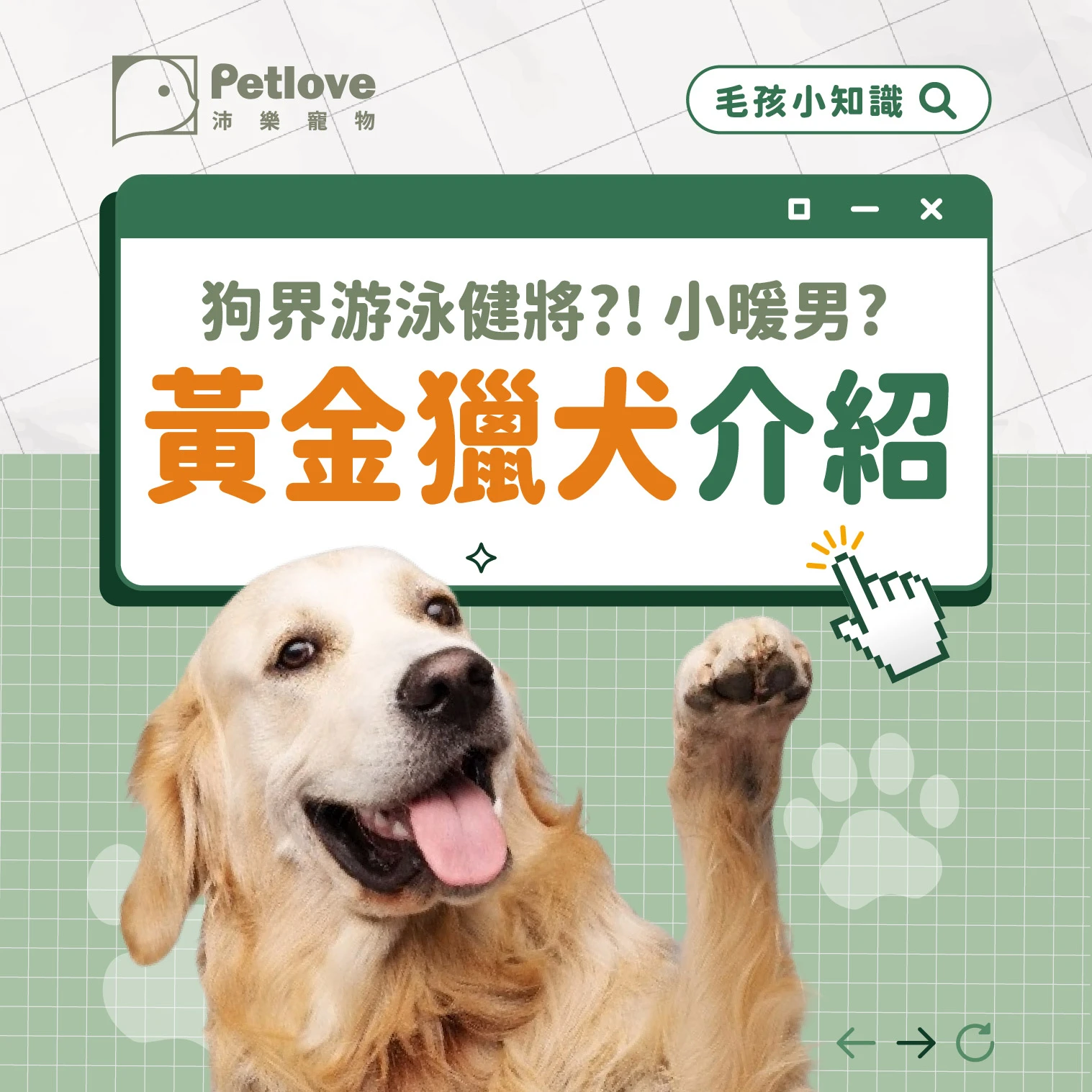 黃金獵犬 介紹