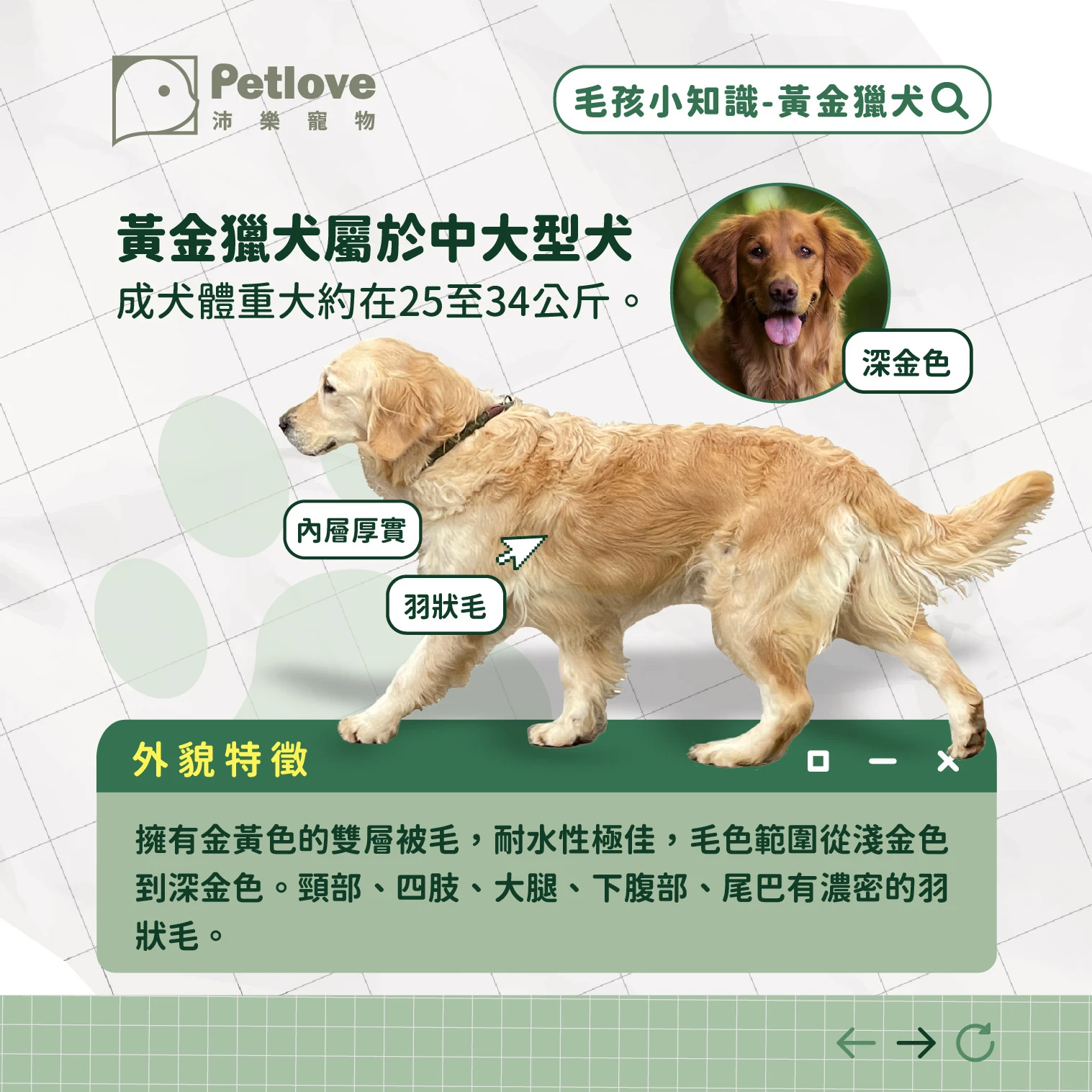 黃金獵犬 介紹