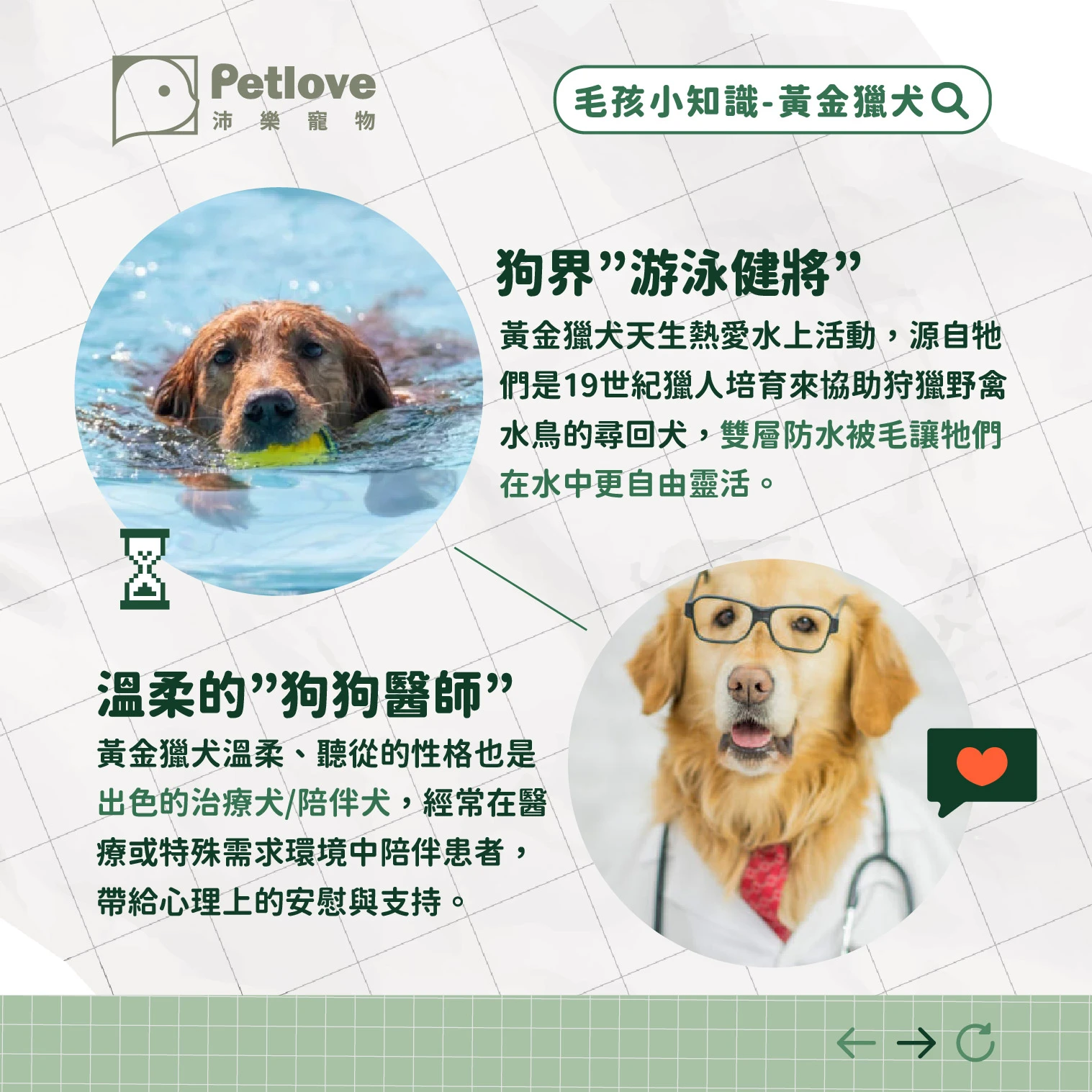 黃金獵犬 介紹