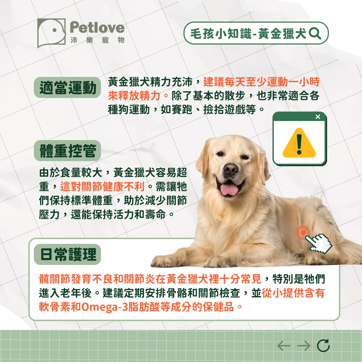 黃金獵犬 介紹
