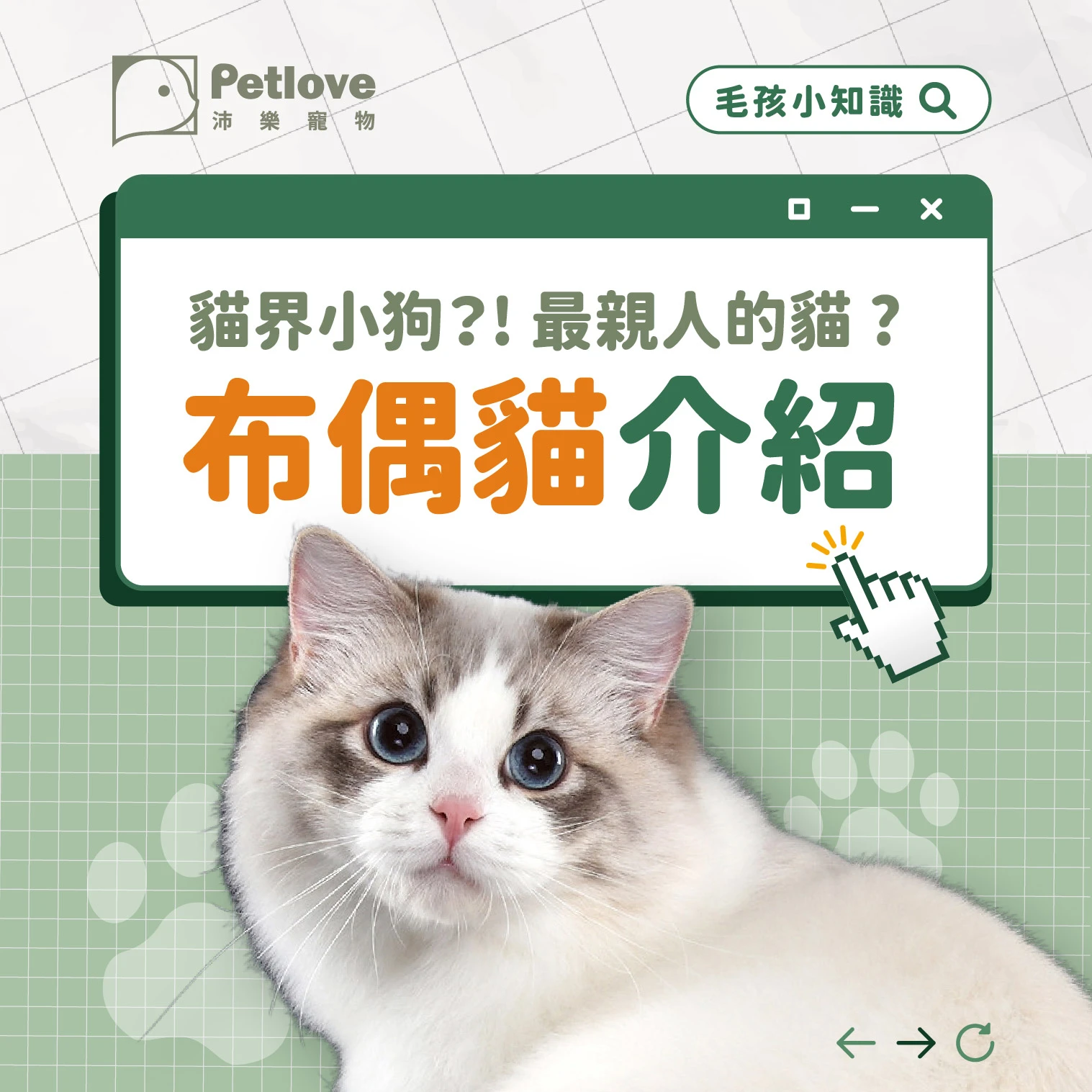 布偶貓 介紹