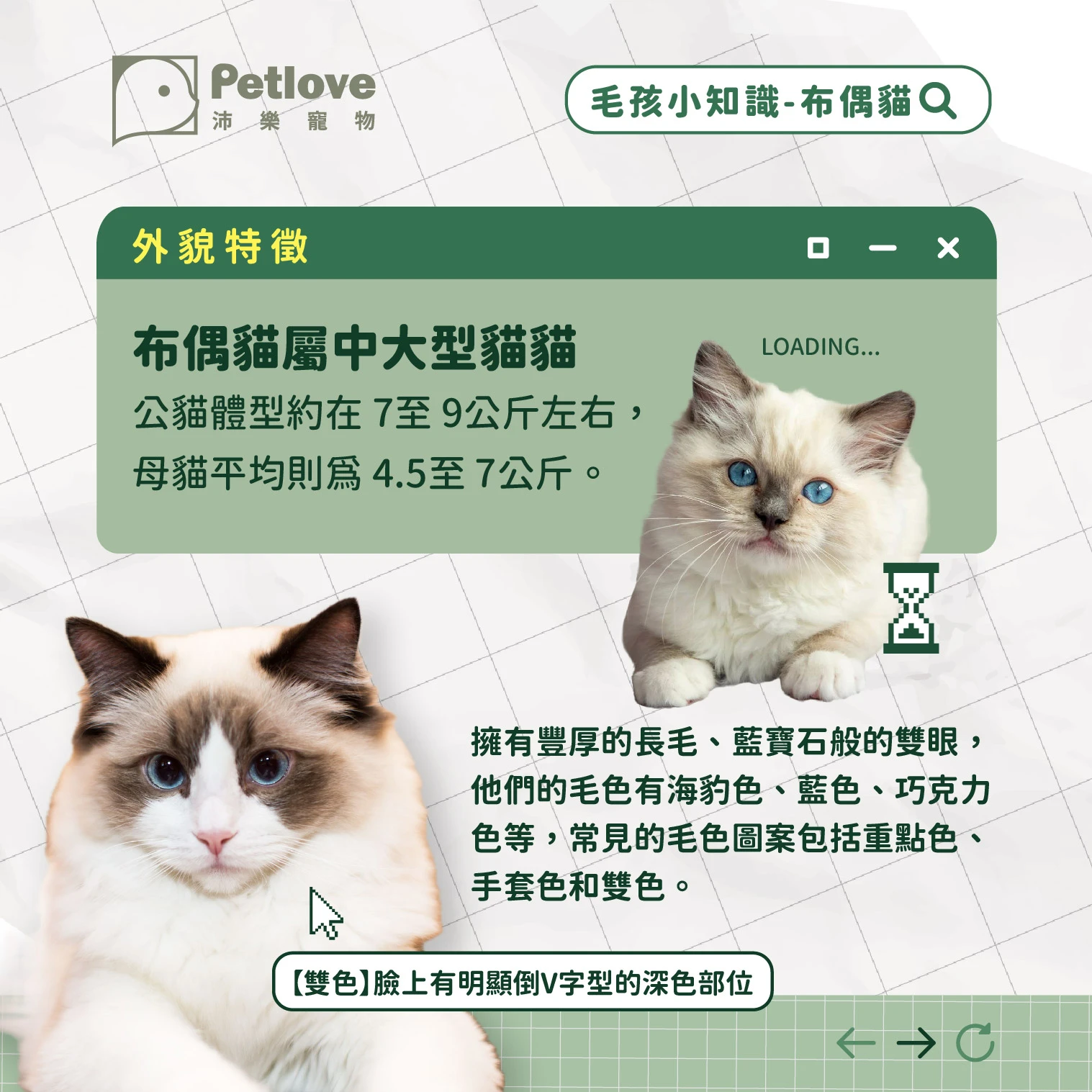 布偶貓 介紹