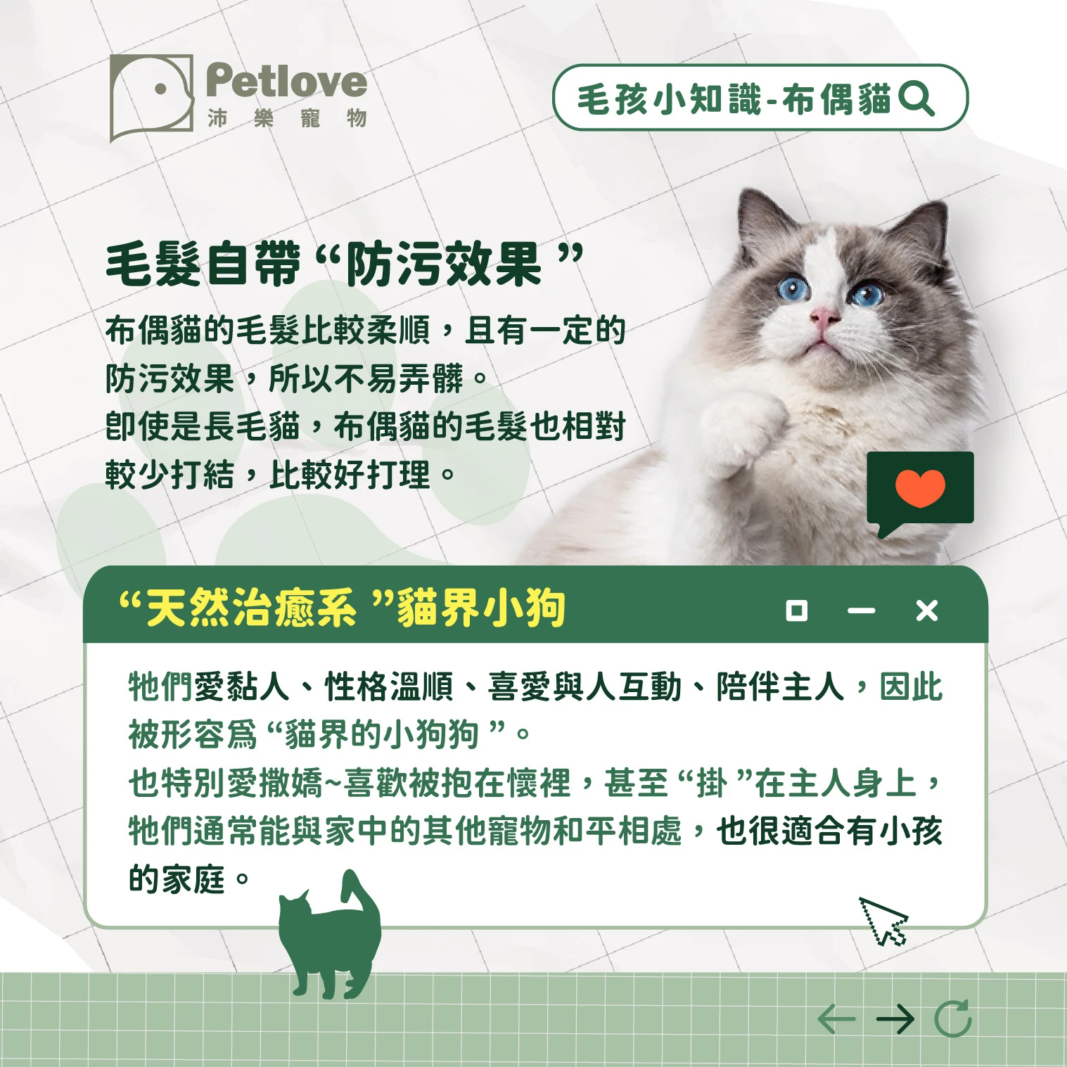 布偶貓 介紹